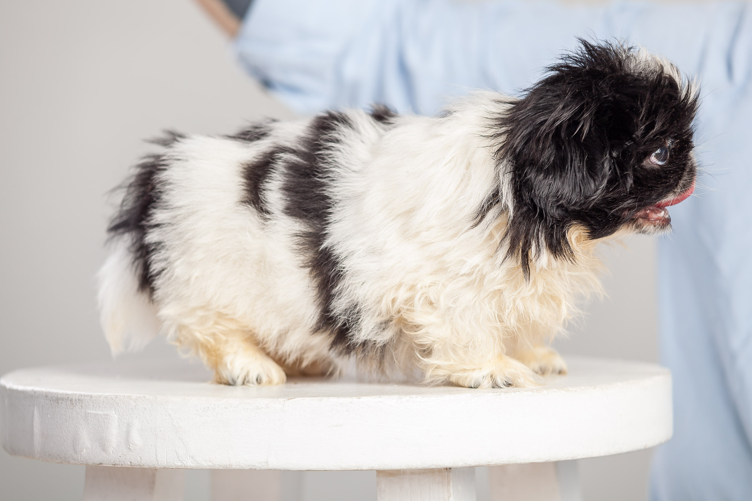 Профессиональная фотосессия животных