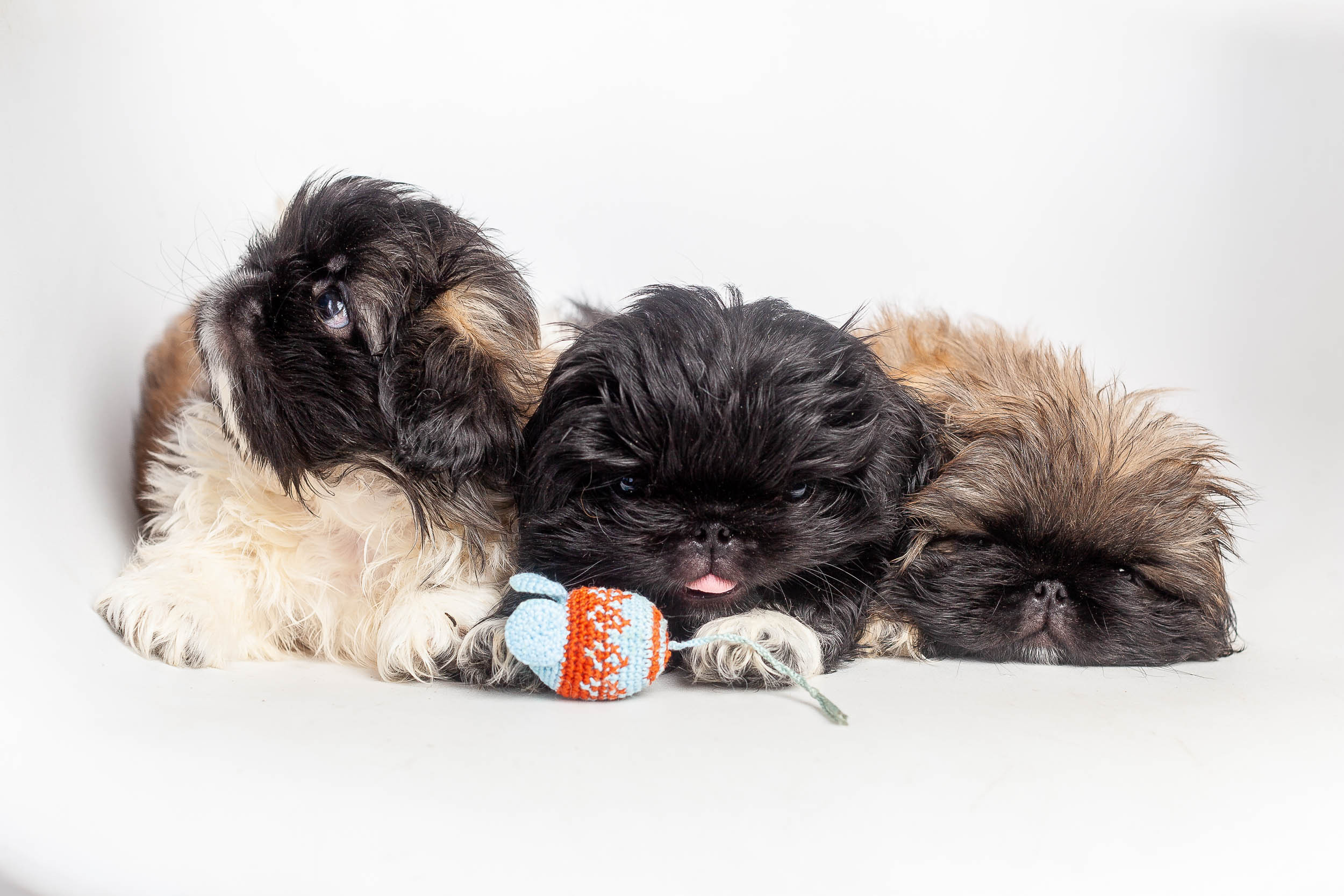 Профессиональная фотосессия животных