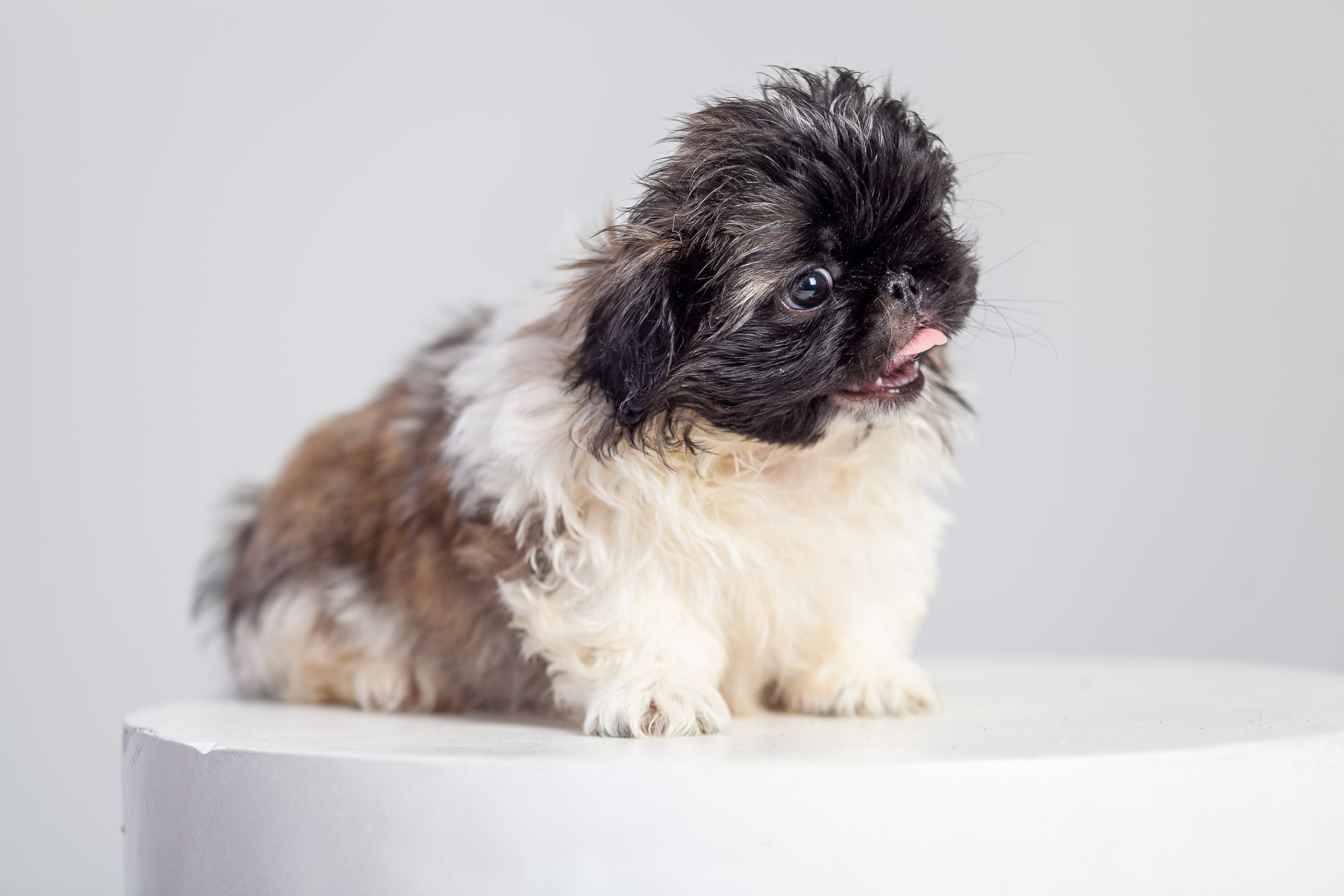 Профессиональная фотосессия животных