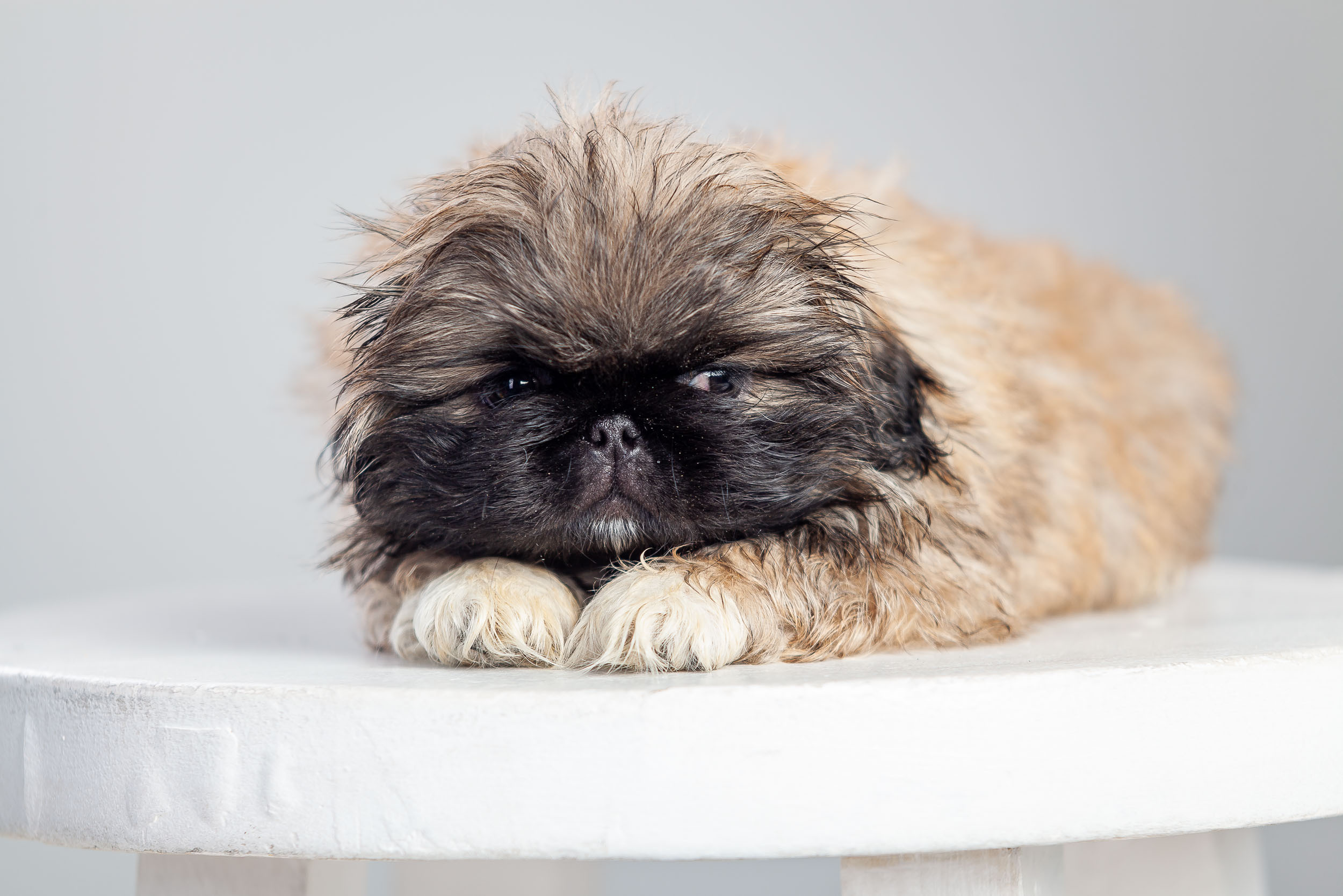 Профессиональная фотосессия животных