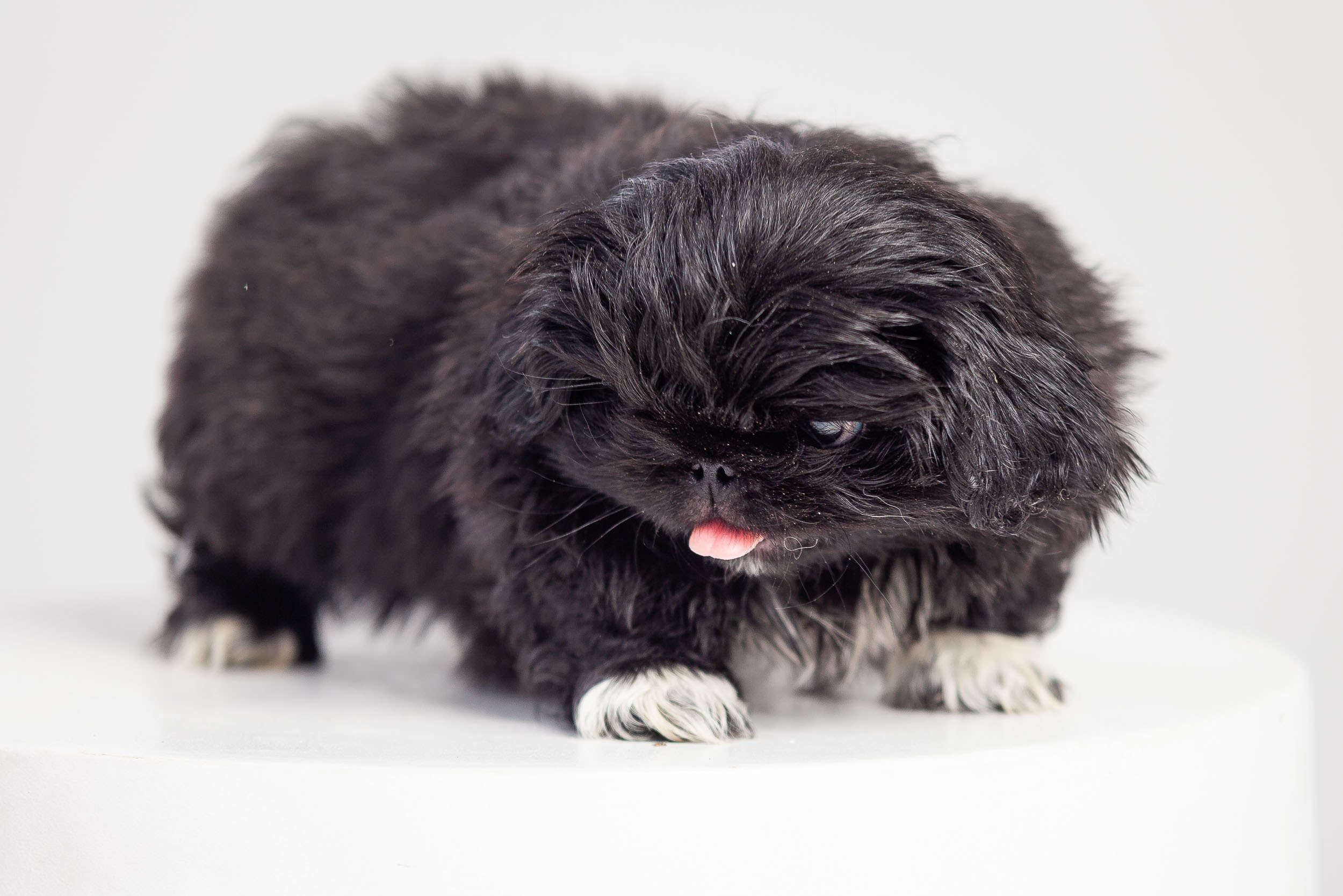 Профессиональная фотосессия животных