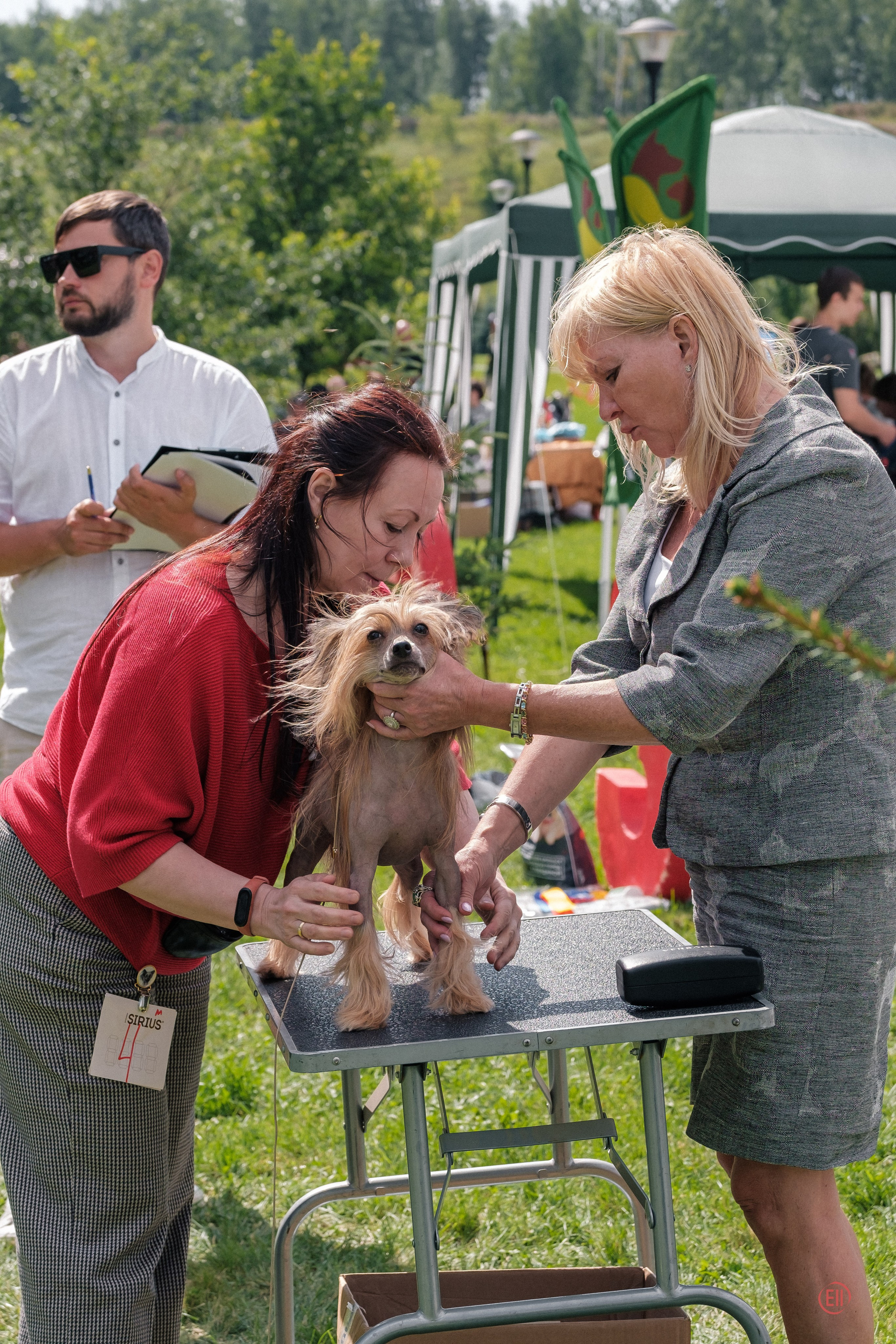 Липецк. Выставка собак. Питомник китайских хохлатых собак Poale Ell: купить щенка