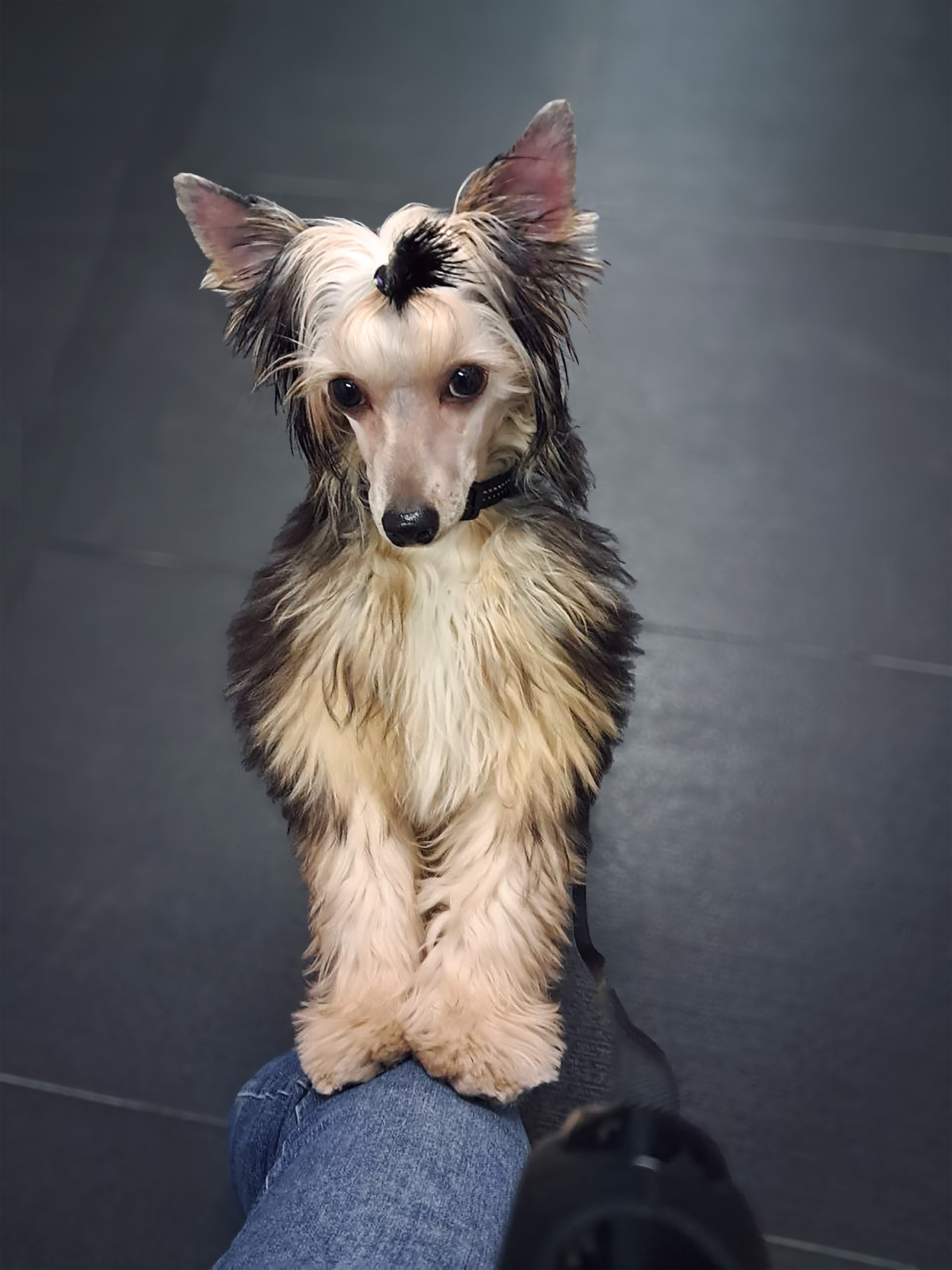 Пуховый красавчик Феликс прислал привет. Питомник китайских хохлатых собак Poale Ell: купить щенка