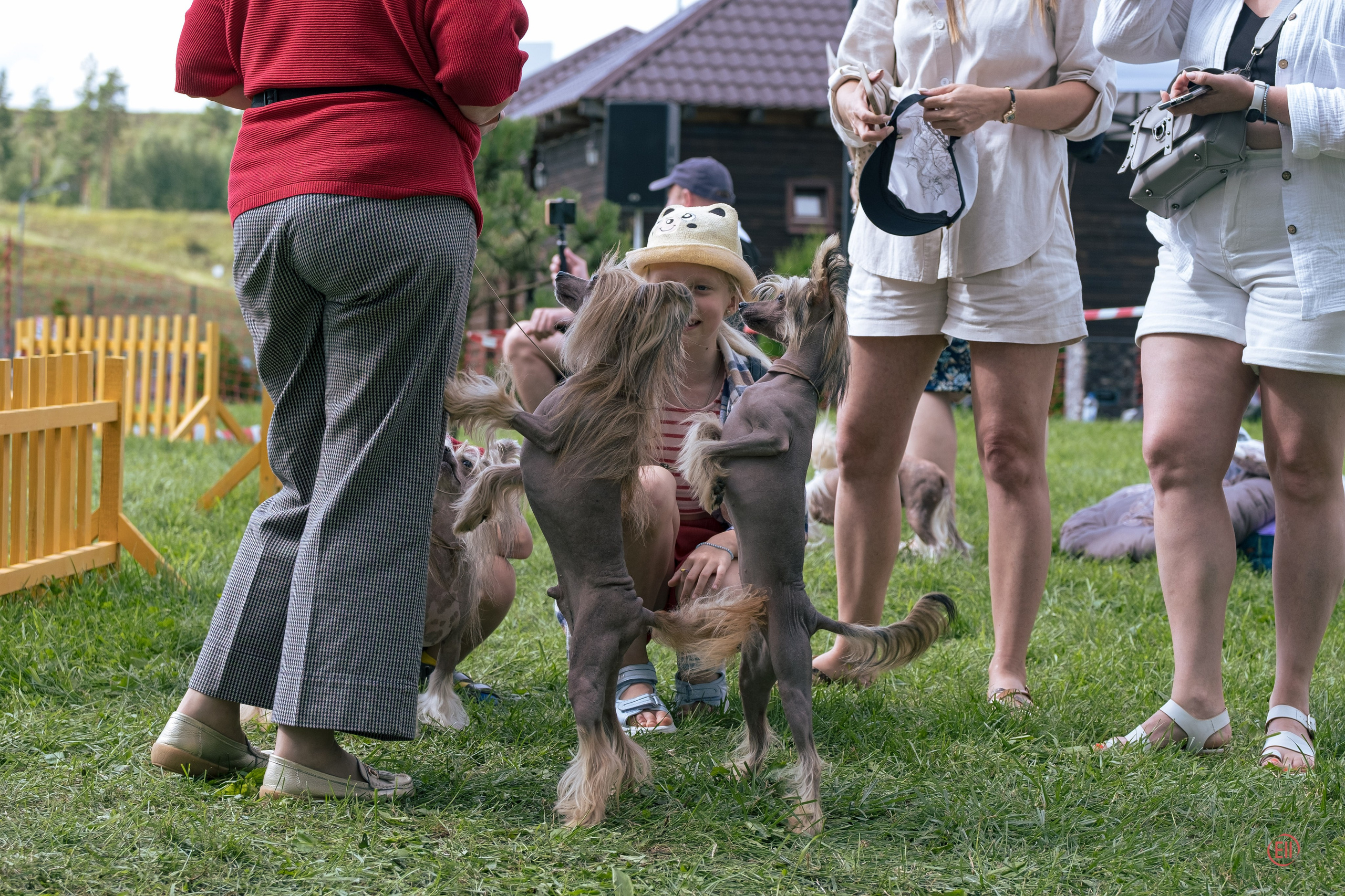 Липецк. Выставка собак. Питомник китайских хохлатых собак Poale Ell: купить щенка