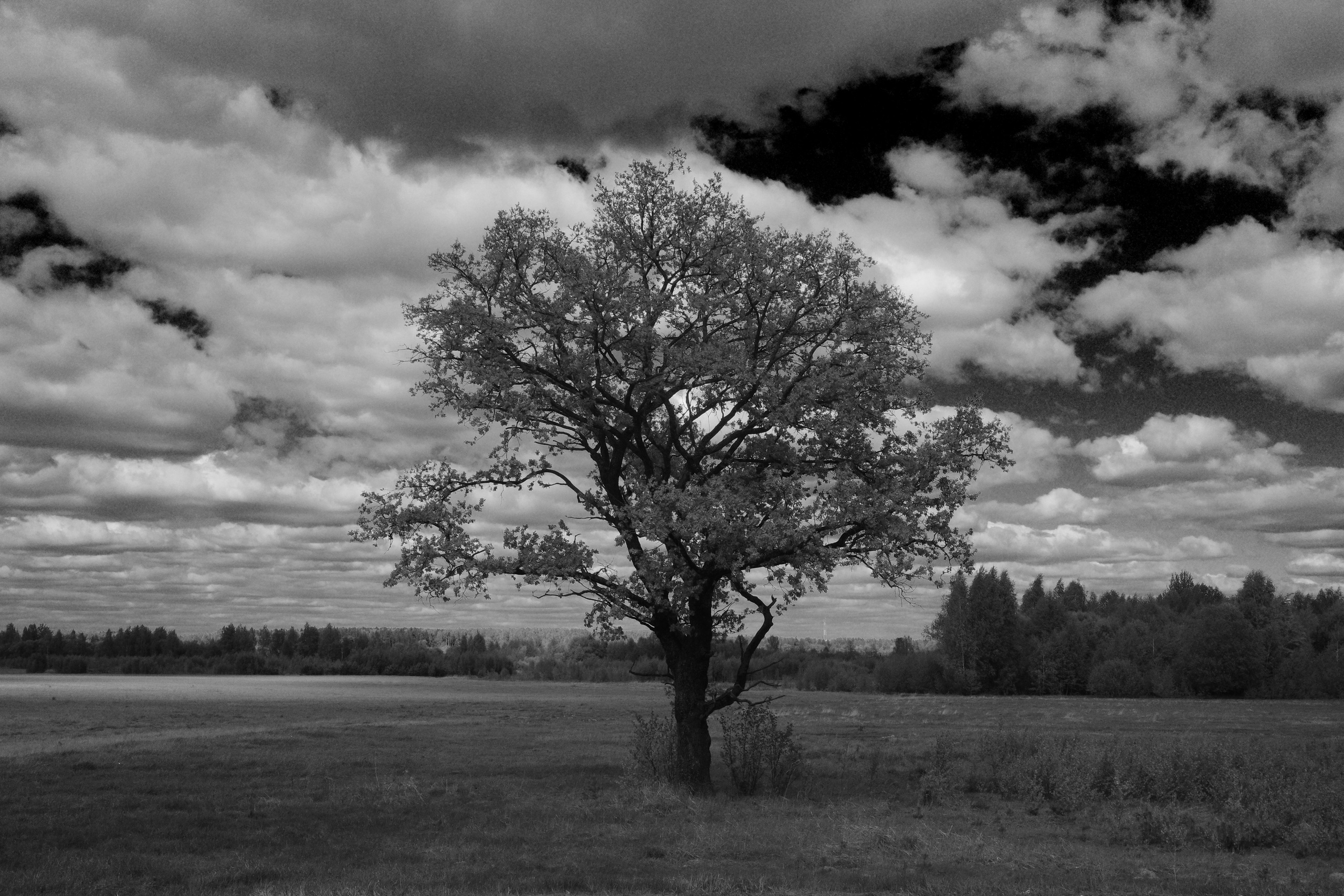 Круг жизни. Главная