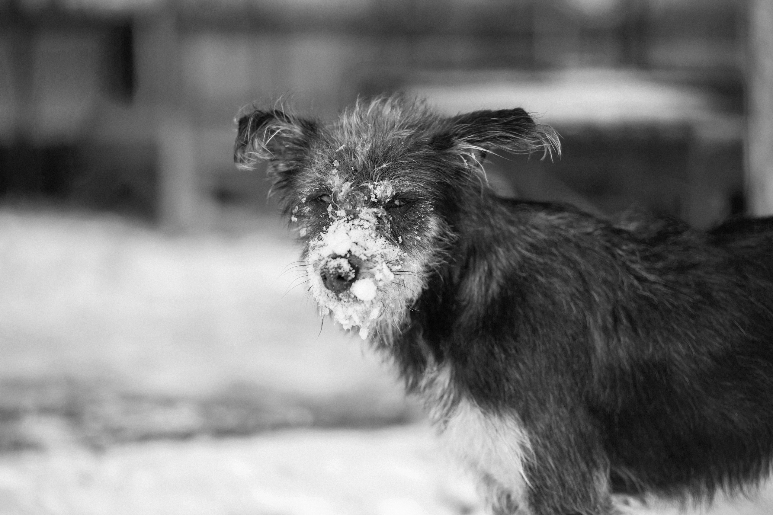 Улицы Люди на улицах Природа Животные — фотограф Оля Волчкова