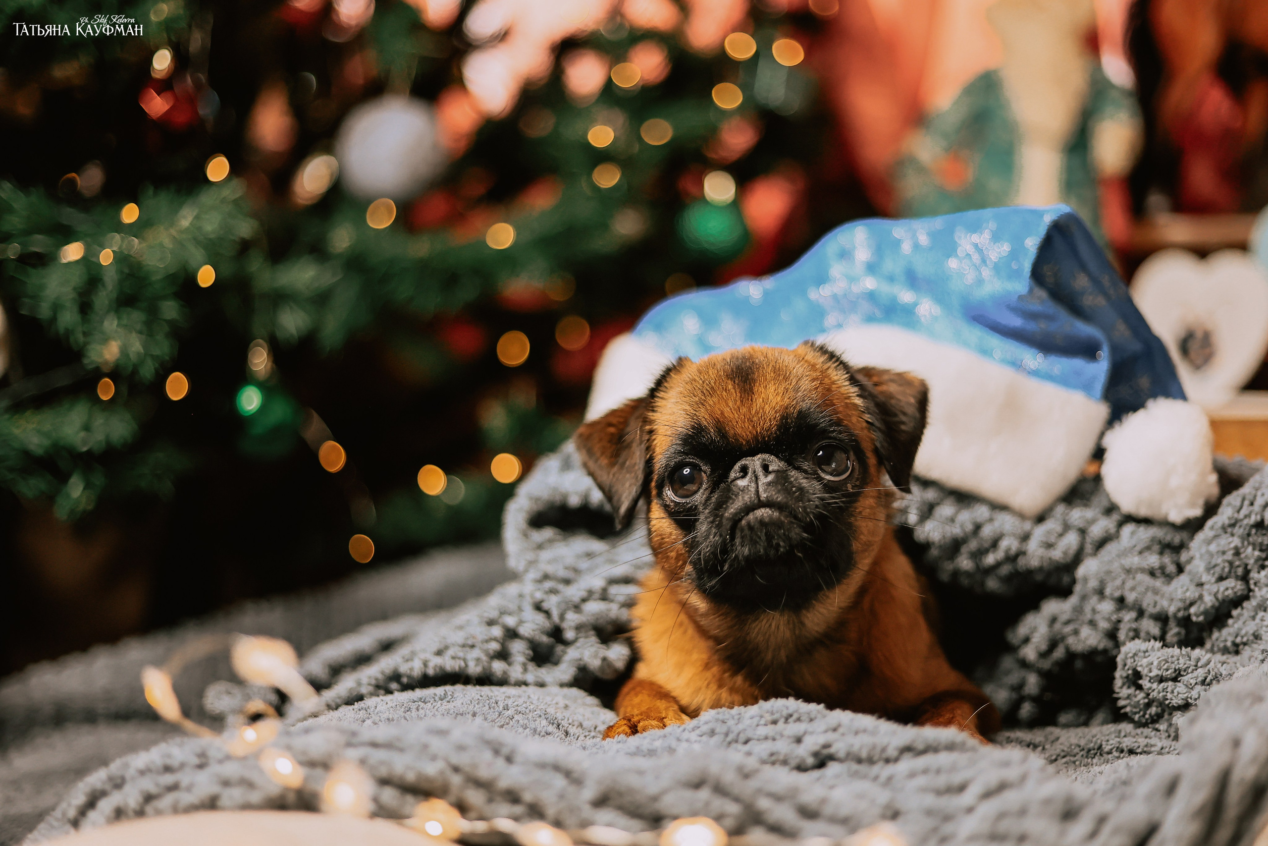Малый брабансон, фотография брабансон, красивая собака, фотограф анималист, фотокурс Анималистика, научиться фотографировать собак, фотограф Новосибирск