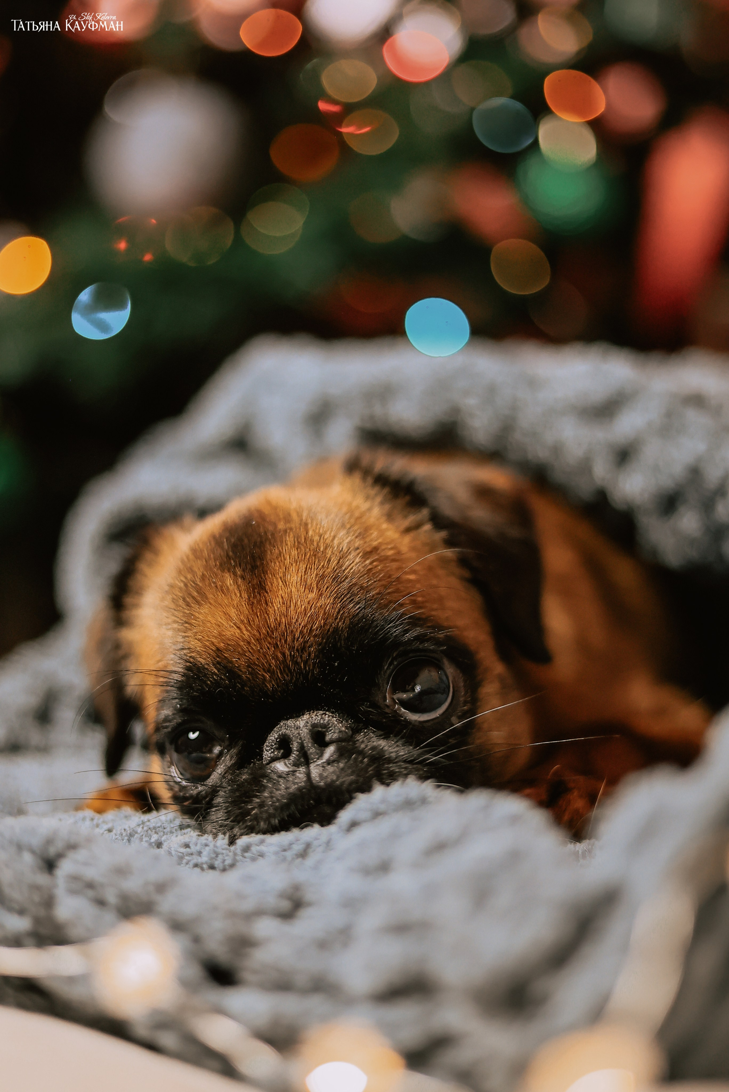 Малый брабансон, фотография брабансон, красивая собака, фотограф анималист, фотокурс Анималистика, научиться фотографировать собак, фотограф Новосибирск