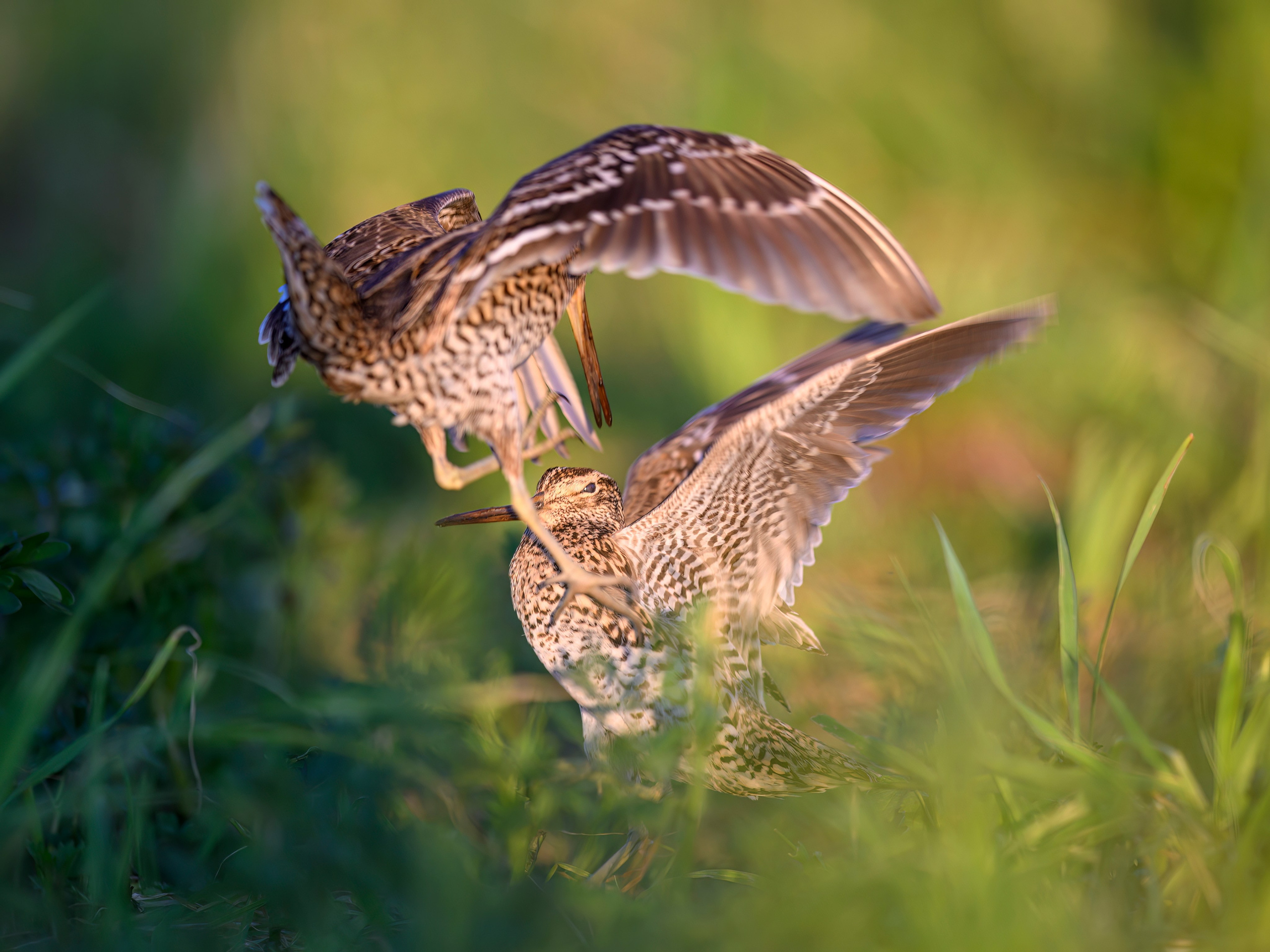 Дупелиный ток: настоящие гусары!. Фотограф Сергей Пупонин
