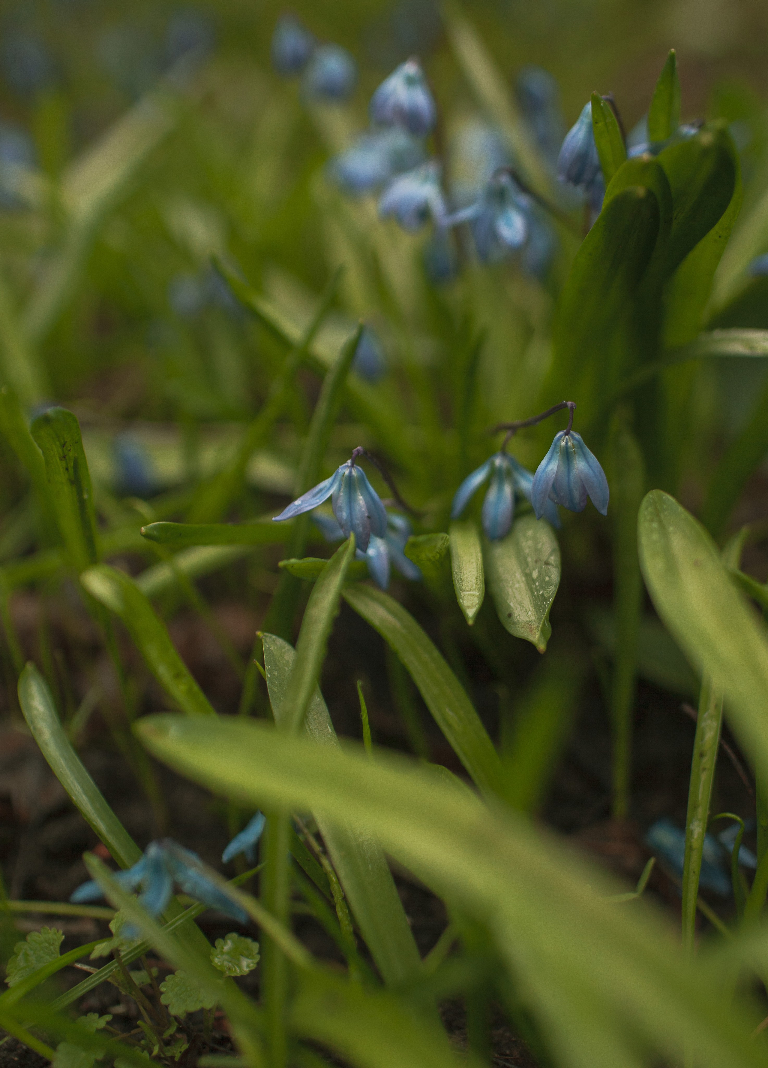 Пробуждение весны
