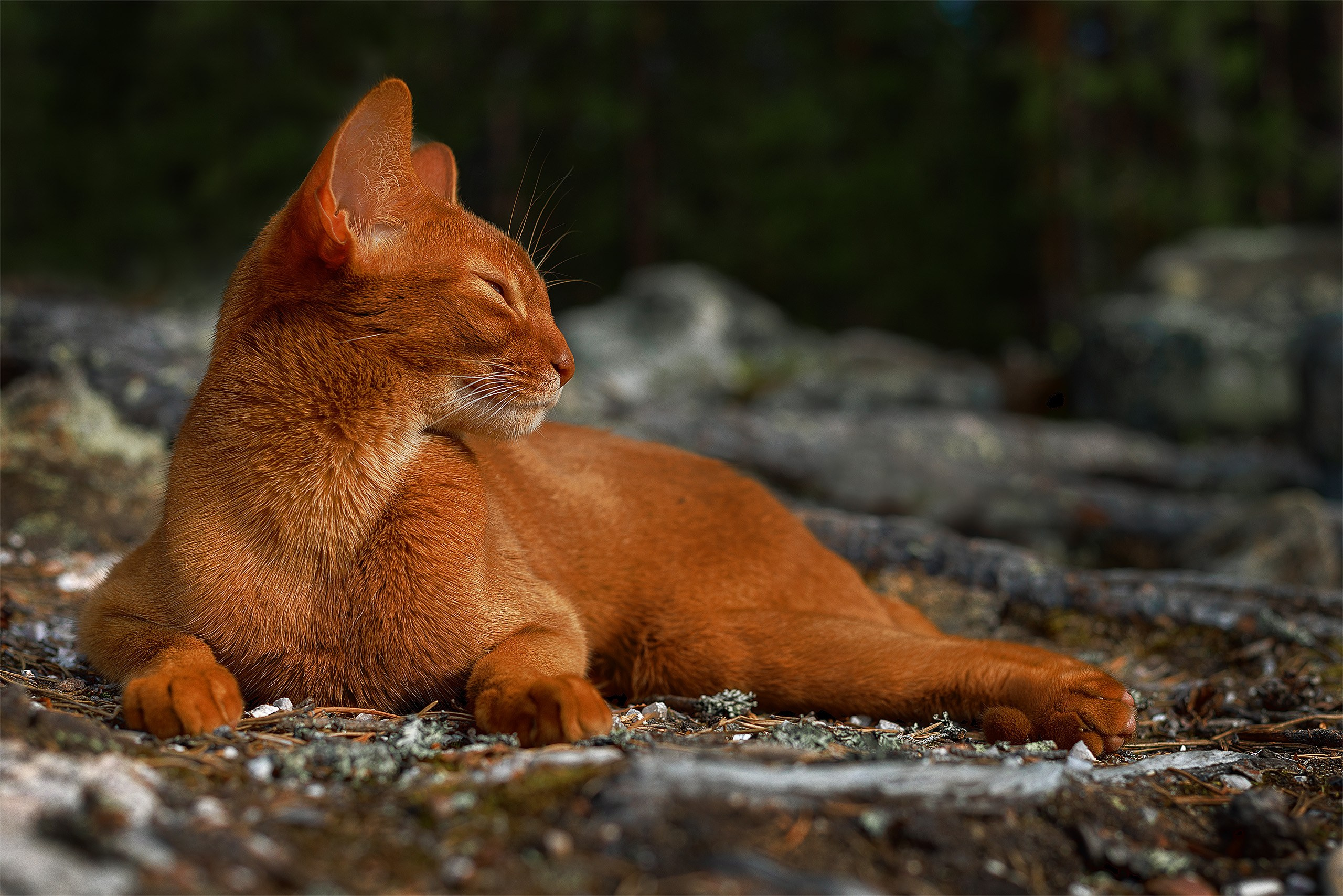 Котики. Сайт фотографа Елены Михайловой. Фотосессии на пленэре в Сестрорецке