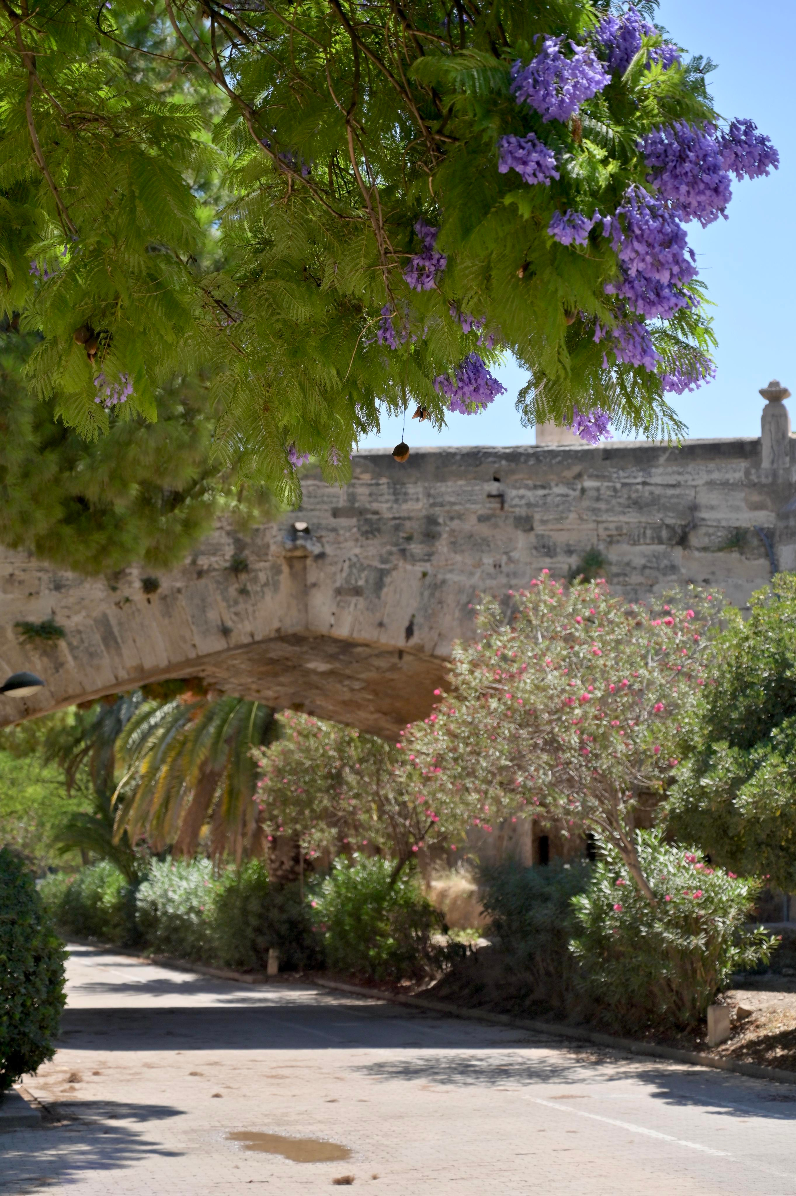 Парки Валенсии. Гид и фотограф в Валенсии Новиков Михаил