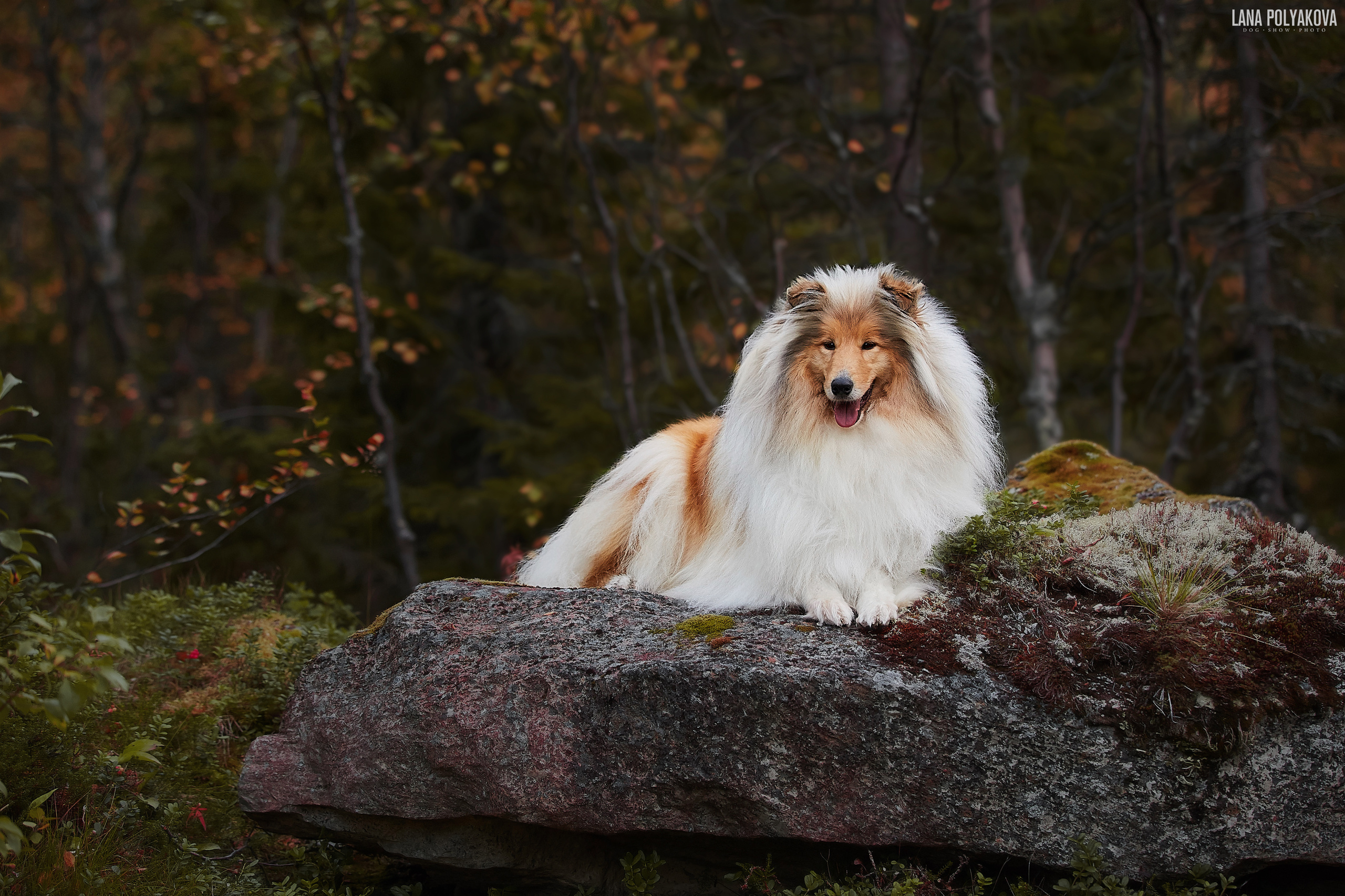 Куэльпорр, 2019