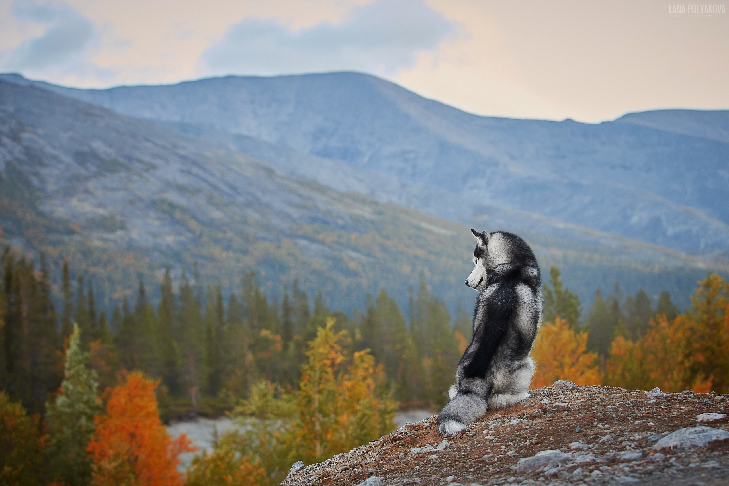 Куэльпорр, 2019