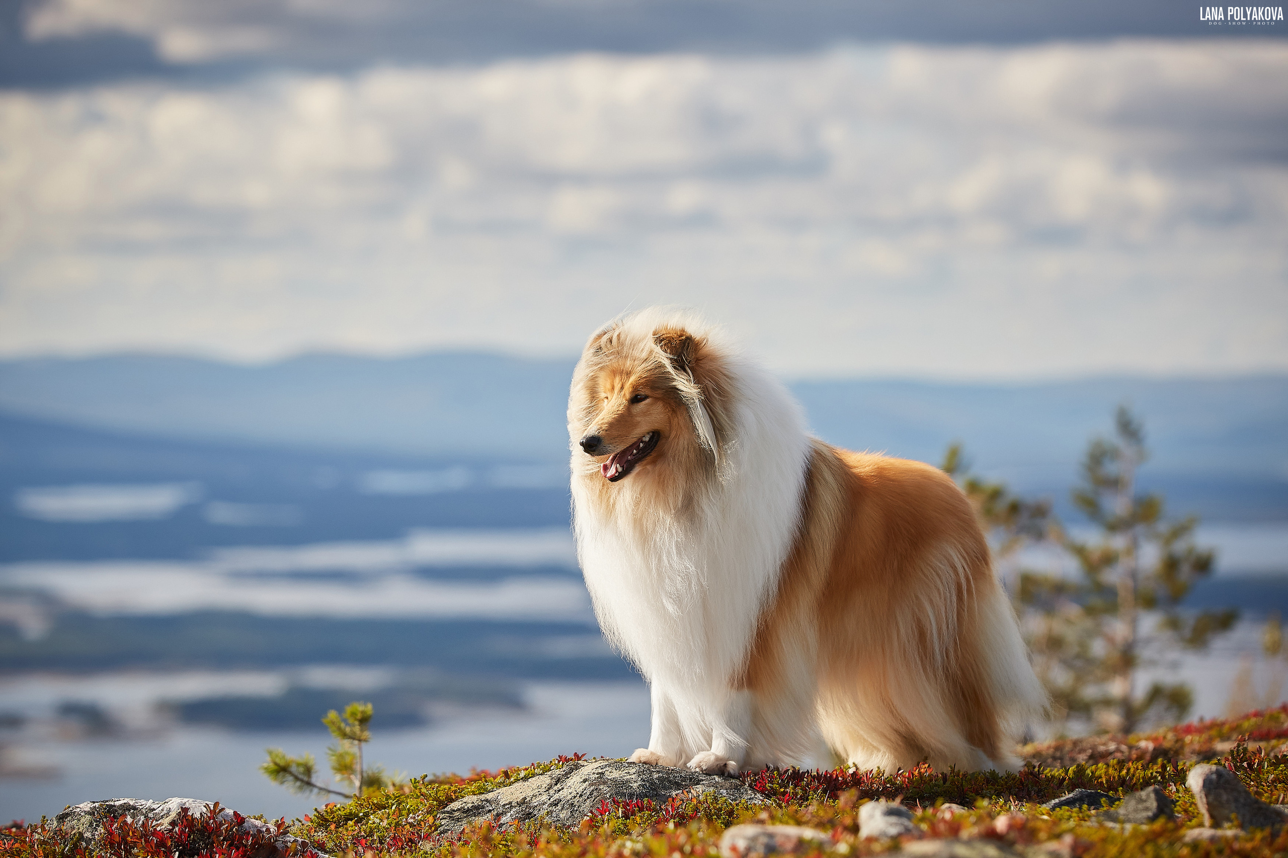 Крестовая гора, 2019