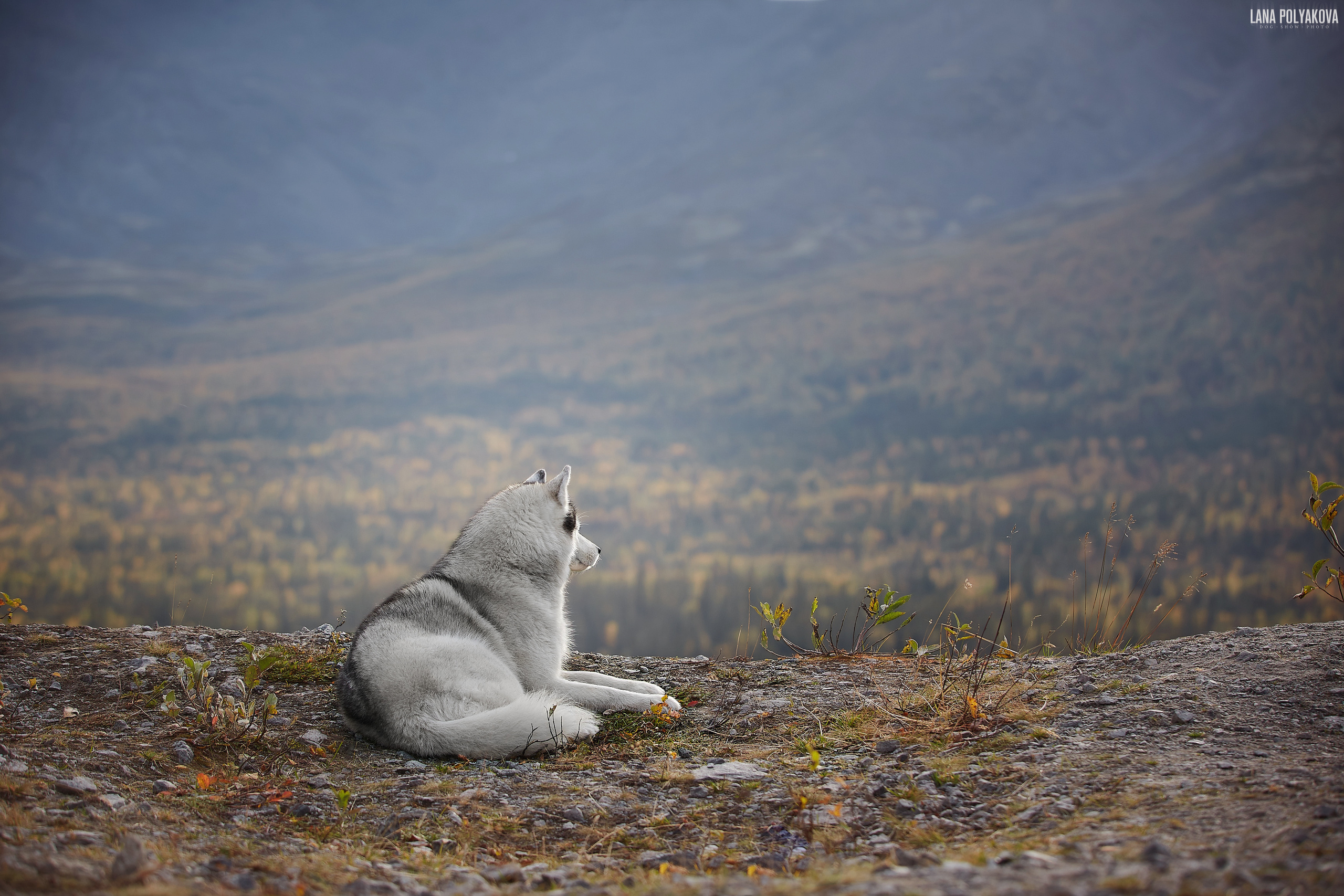 Куэльпорр, 2019