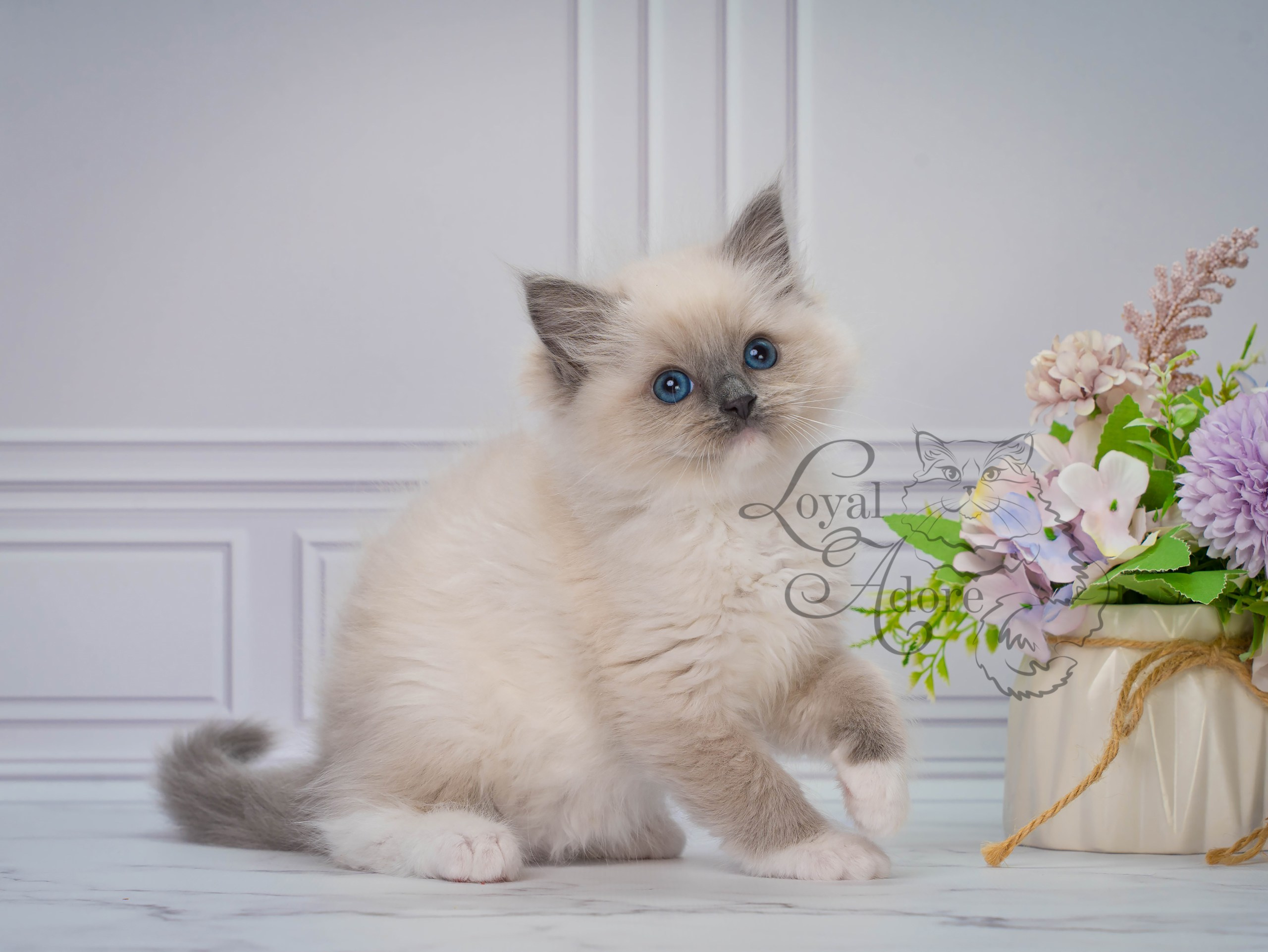 Все свободные котята. Питомник рэгдолл Loyal Adore