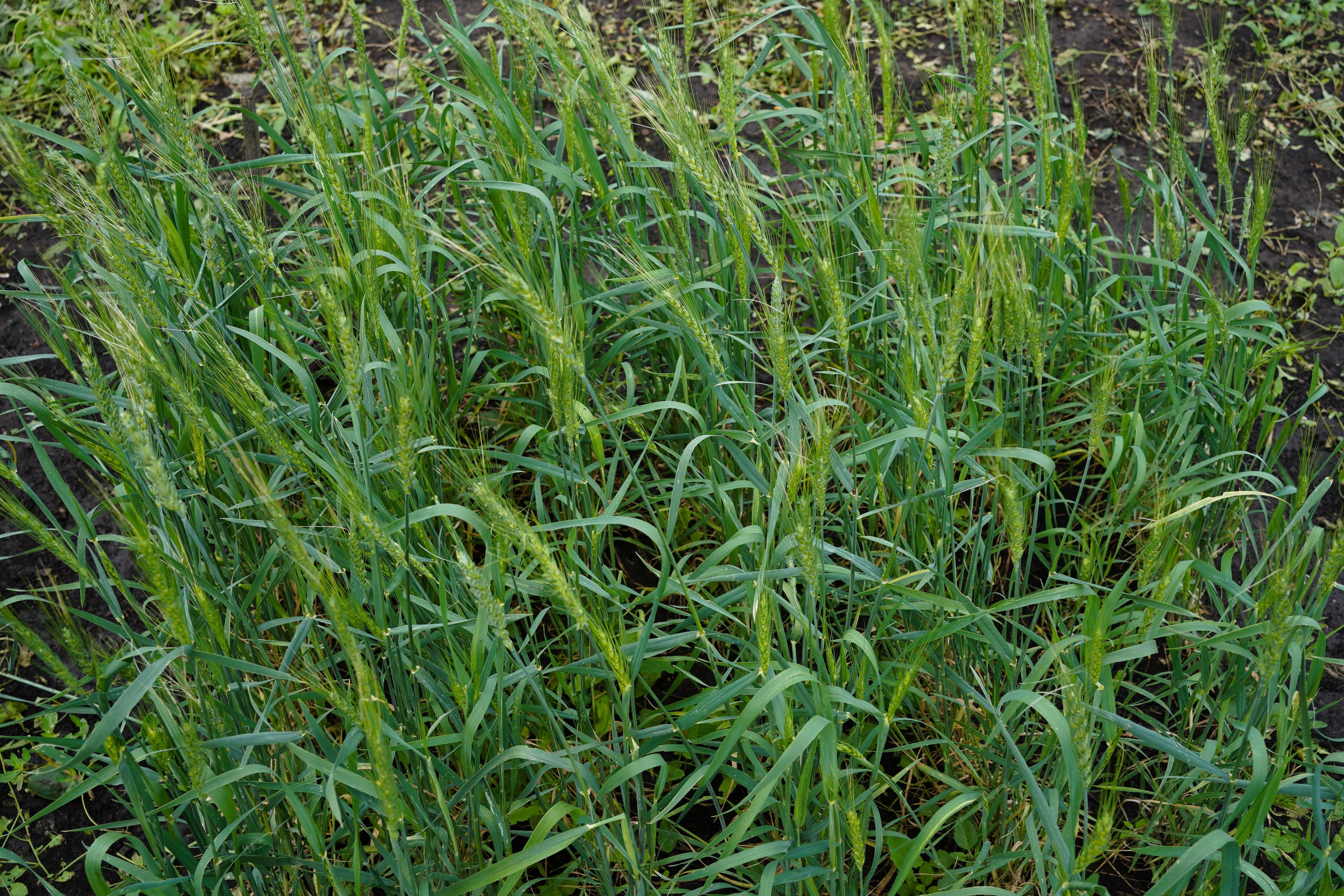 1 квадратный метр земли