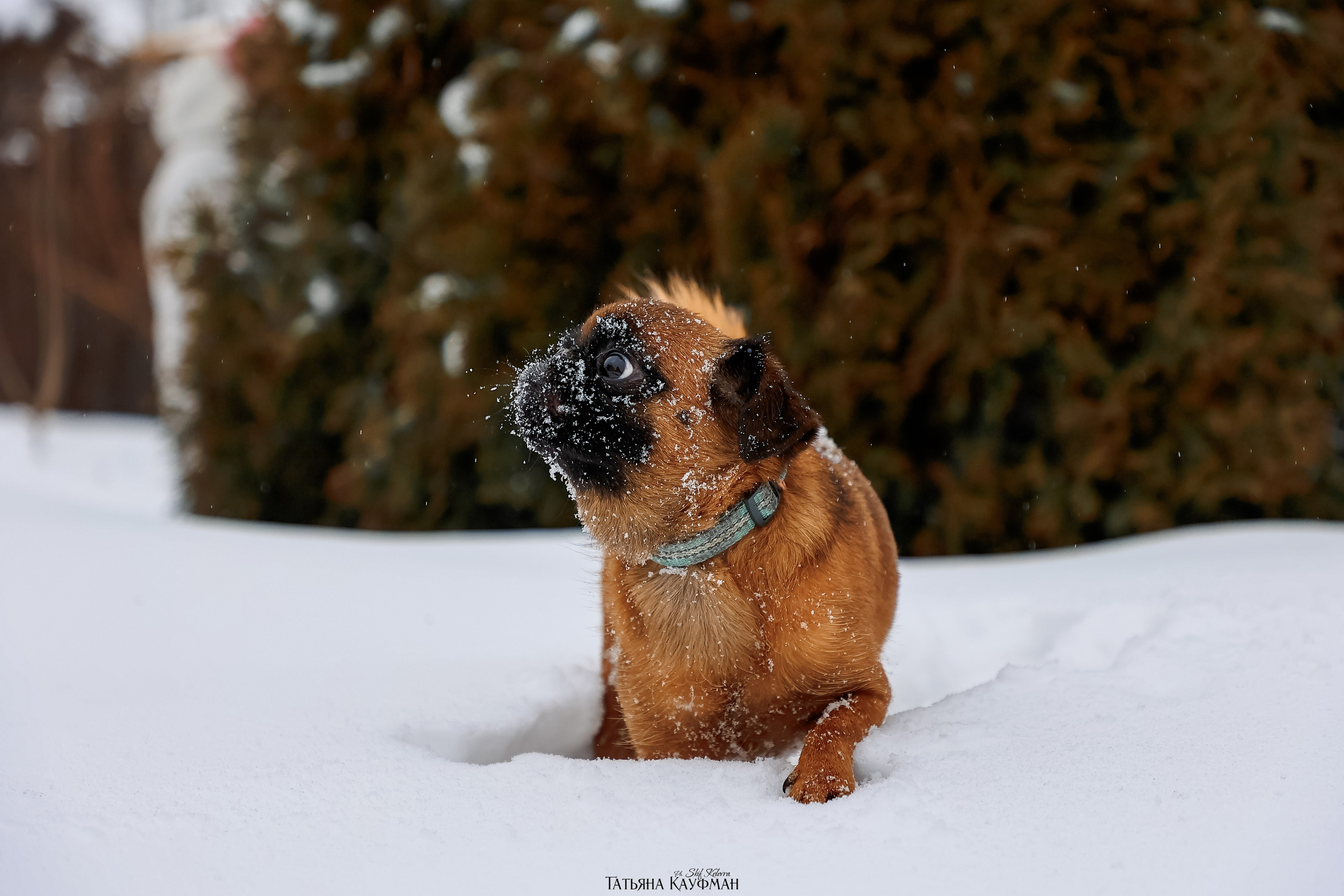 Малый брабансон, фотография брабансон, красивая собака, фотограф анималист, фотокурс Анималистика, научиться фотографировать собак, фотограф Новосибирск
