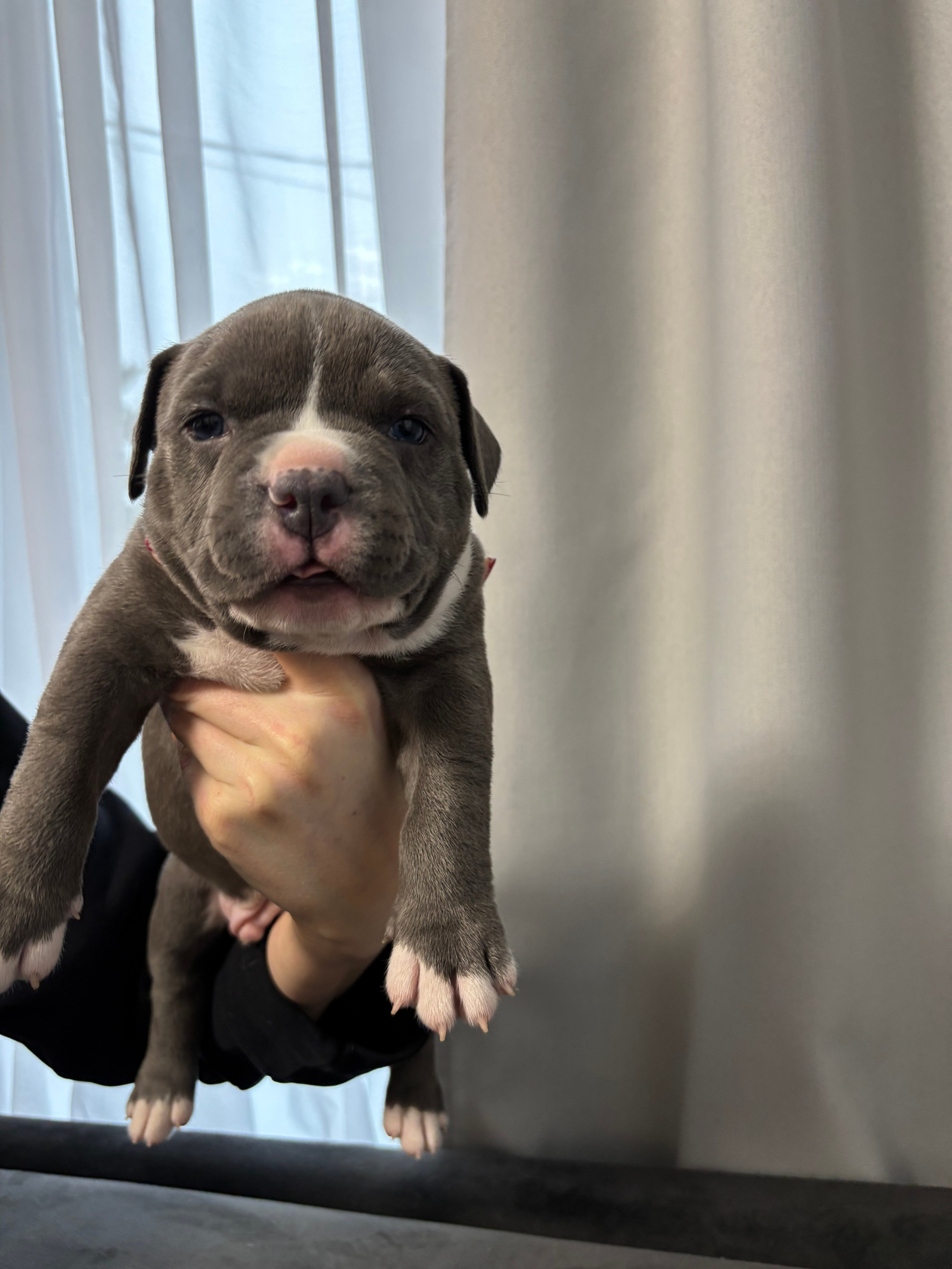 Помет Рич и Дося 04.02.25. Американский Булли в г. Ростов-на-Дону. Питомник THE POWER OF SIBERIA