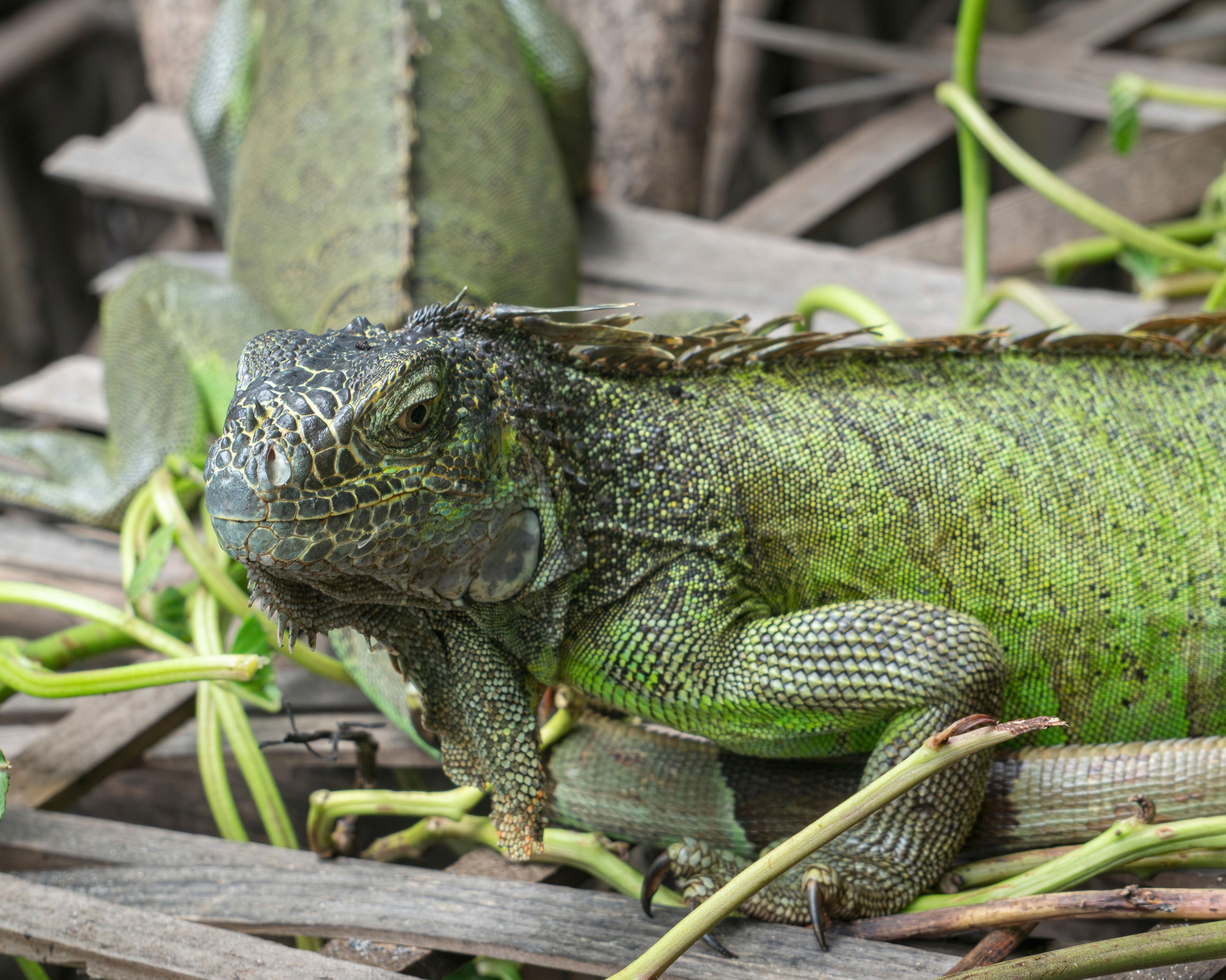 Crocos’ Paradise. CDMX Photography | Alex Klenin| Portrait & Event Photographer