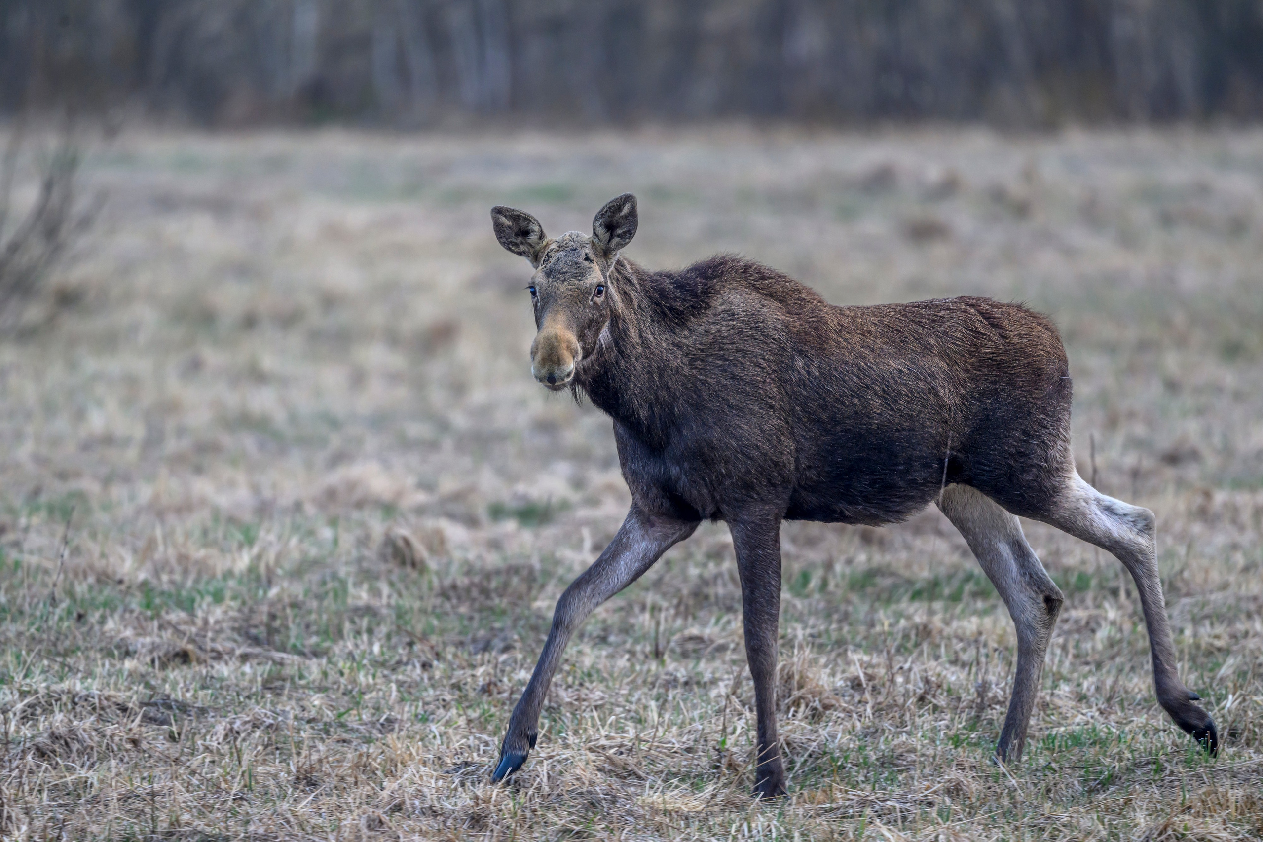 Лосенок. Фотограф Сергей Пупонин