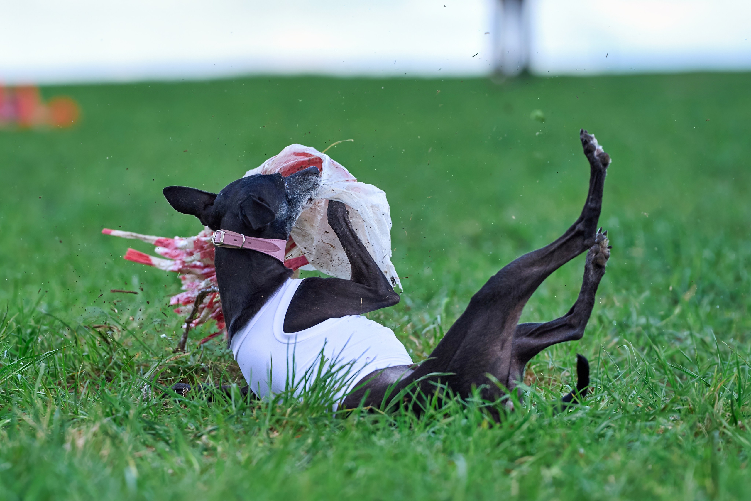 Тренировка по курсингу «на Ярославке». Фотограф-анималист Михаил Манухин