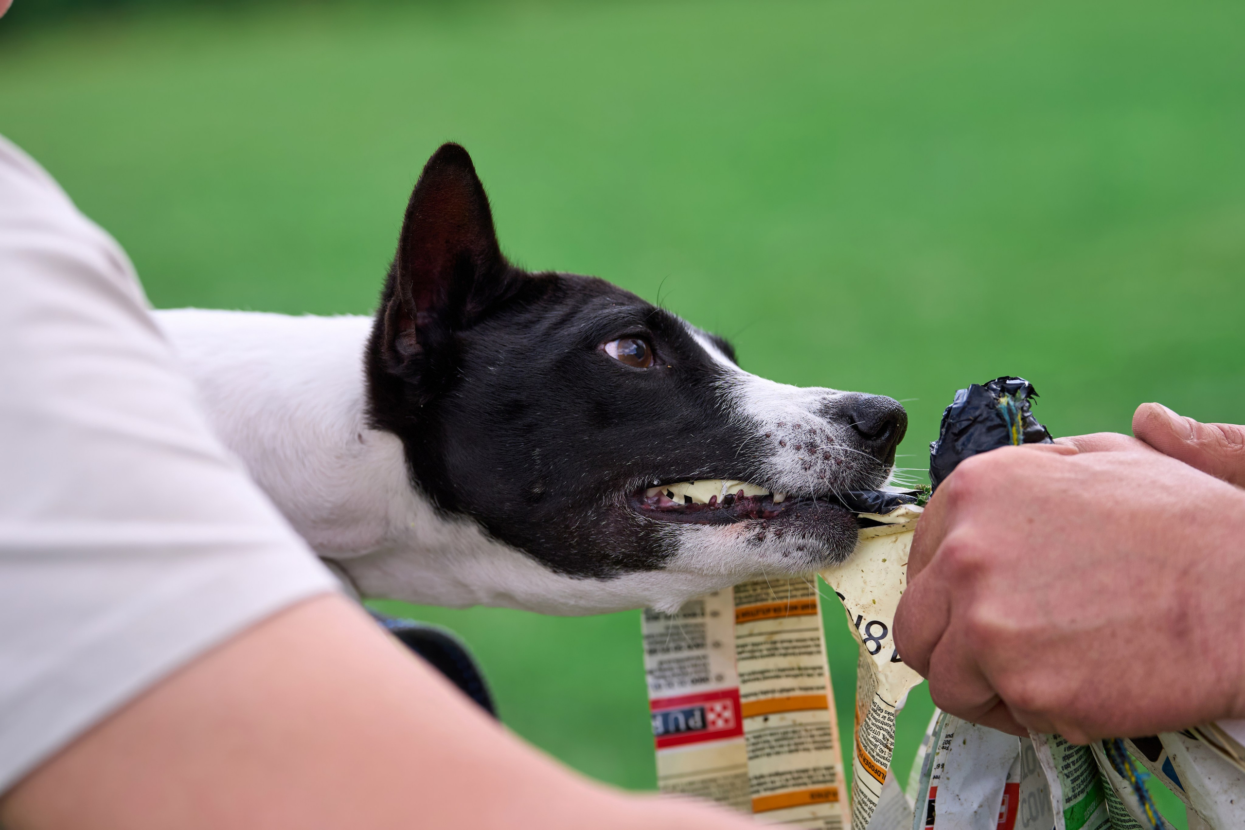 Тренировка по курсингу в Донино. Фотограф-анималист Михаил Манухин