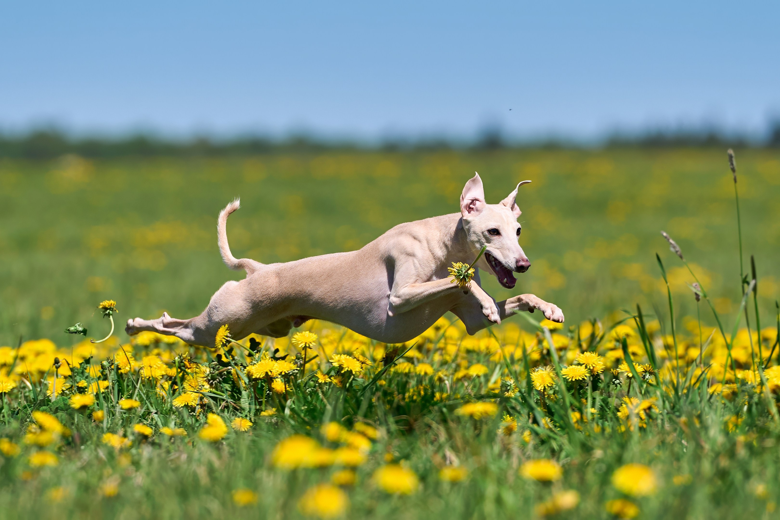 Тренировка по курсингу «на Ярославке». Фотограф-анималист Михаил Манухин