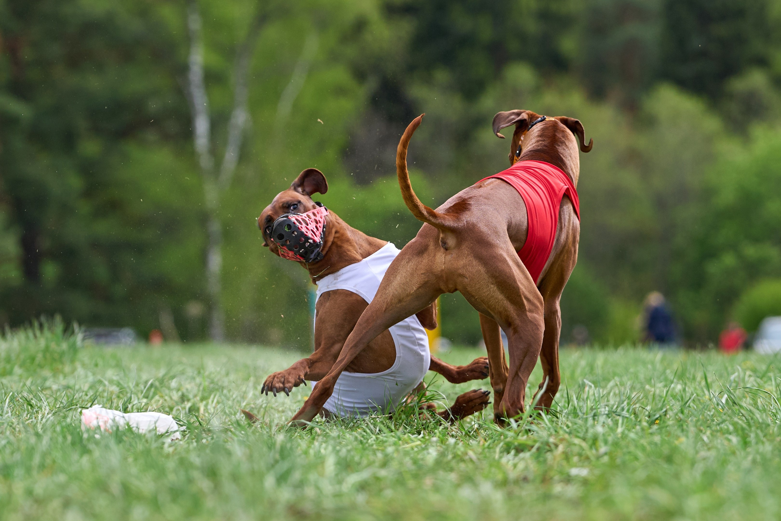 ПЧРКФ по курсингу. Фотограф-анималист Михаил Манухин