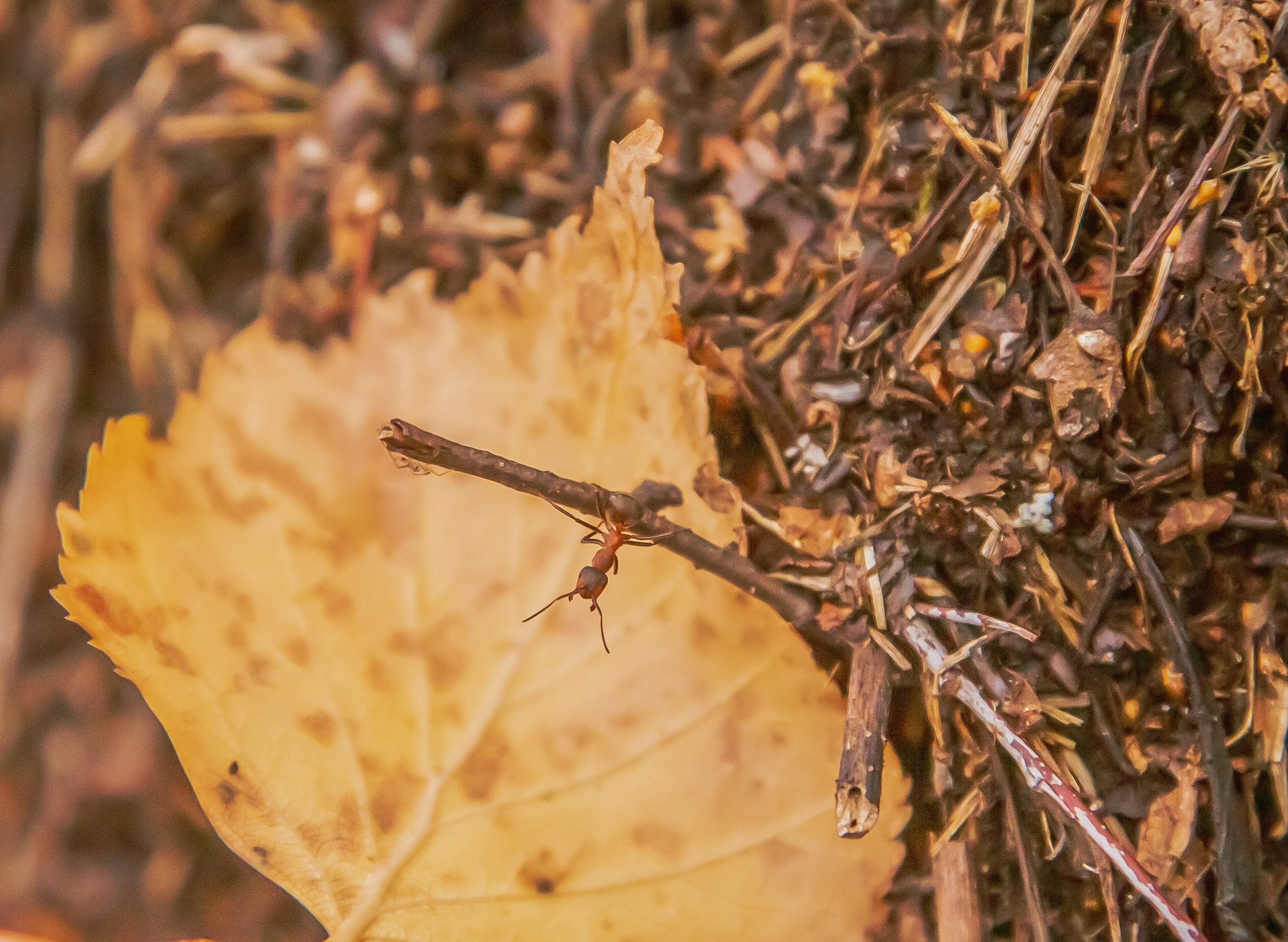 ТВОРЧЕСТВО. Творческая студия АЛНИфото