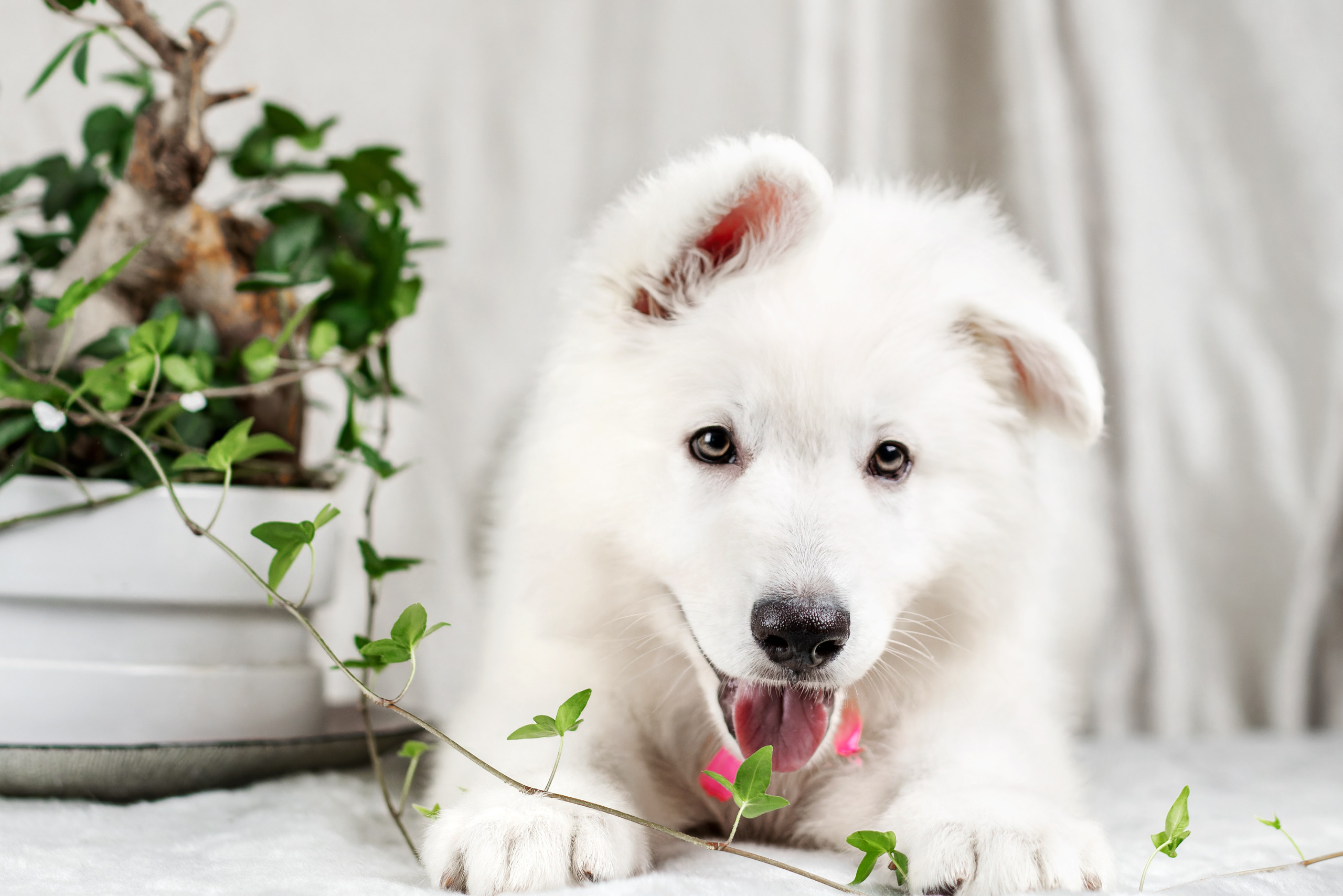 Щенки белой швейцарской овчарки. Фотограф-анималист Юлия Зубкова