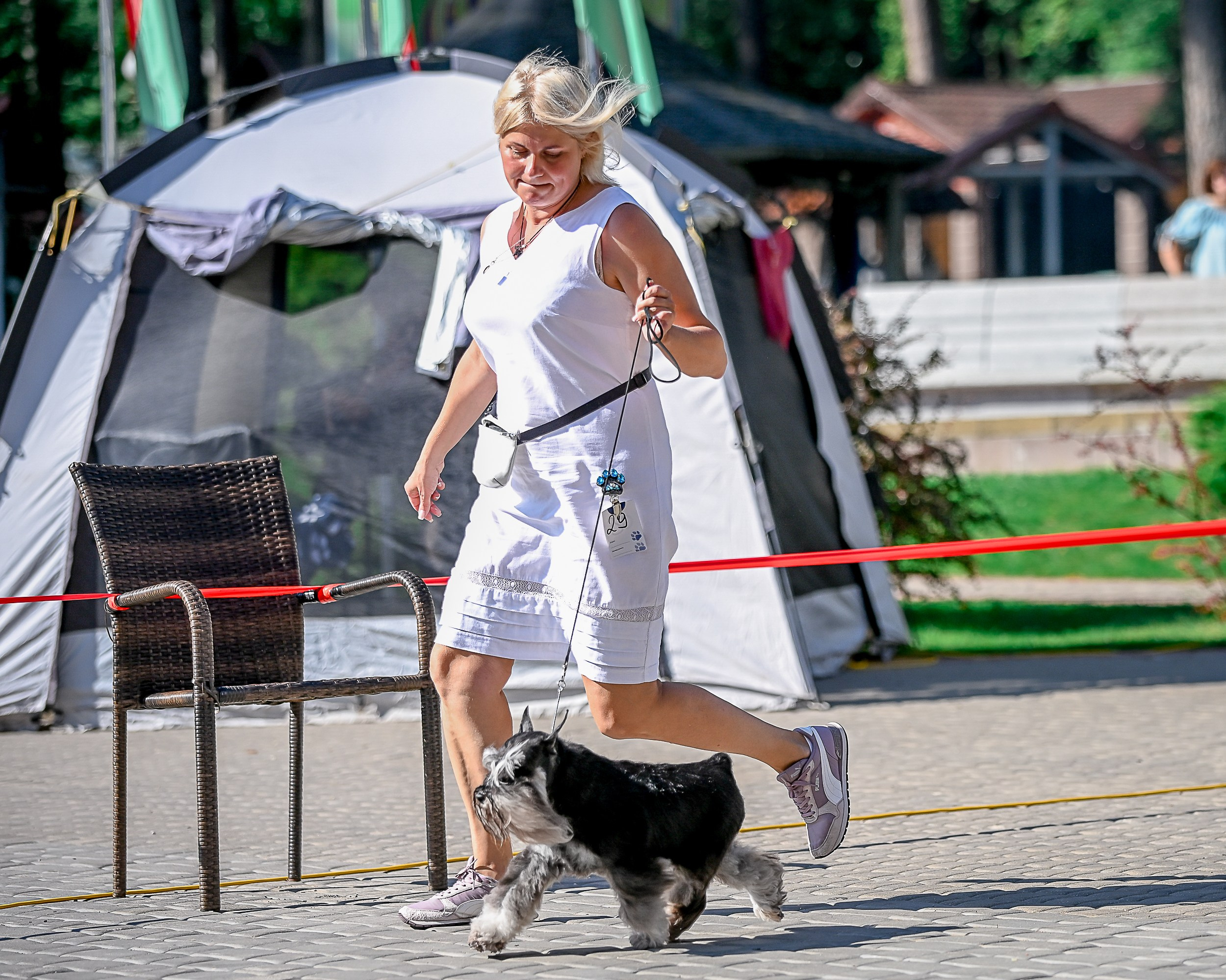 Софи/Asson Ari Vivien Marceau. Питомник цвергшнауцеров в Беларуси «Делинсо Бэлэнс»