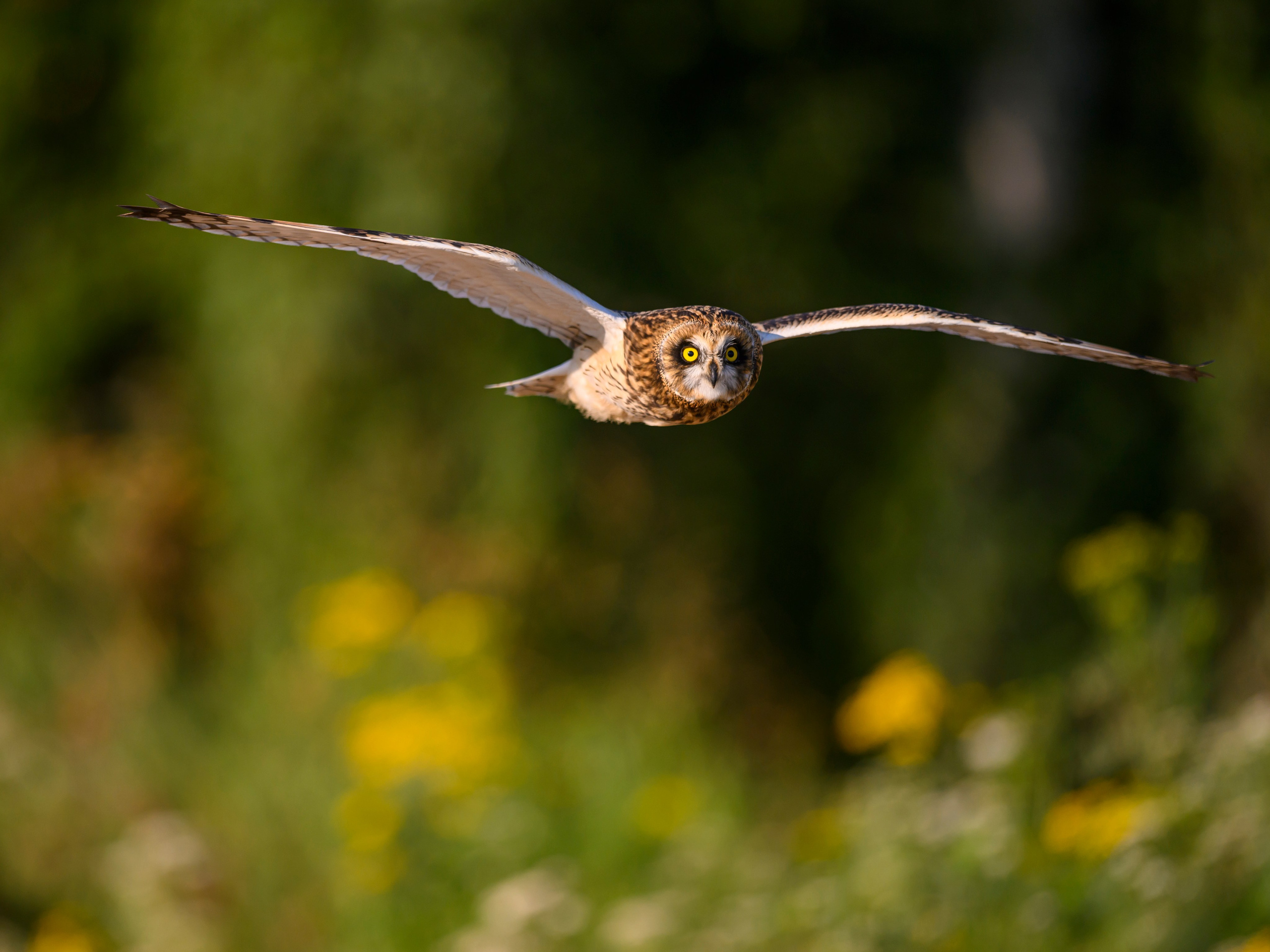 Совята завтракают. The owlets are having breakfast. Wildlife photography by Sergey Puponin