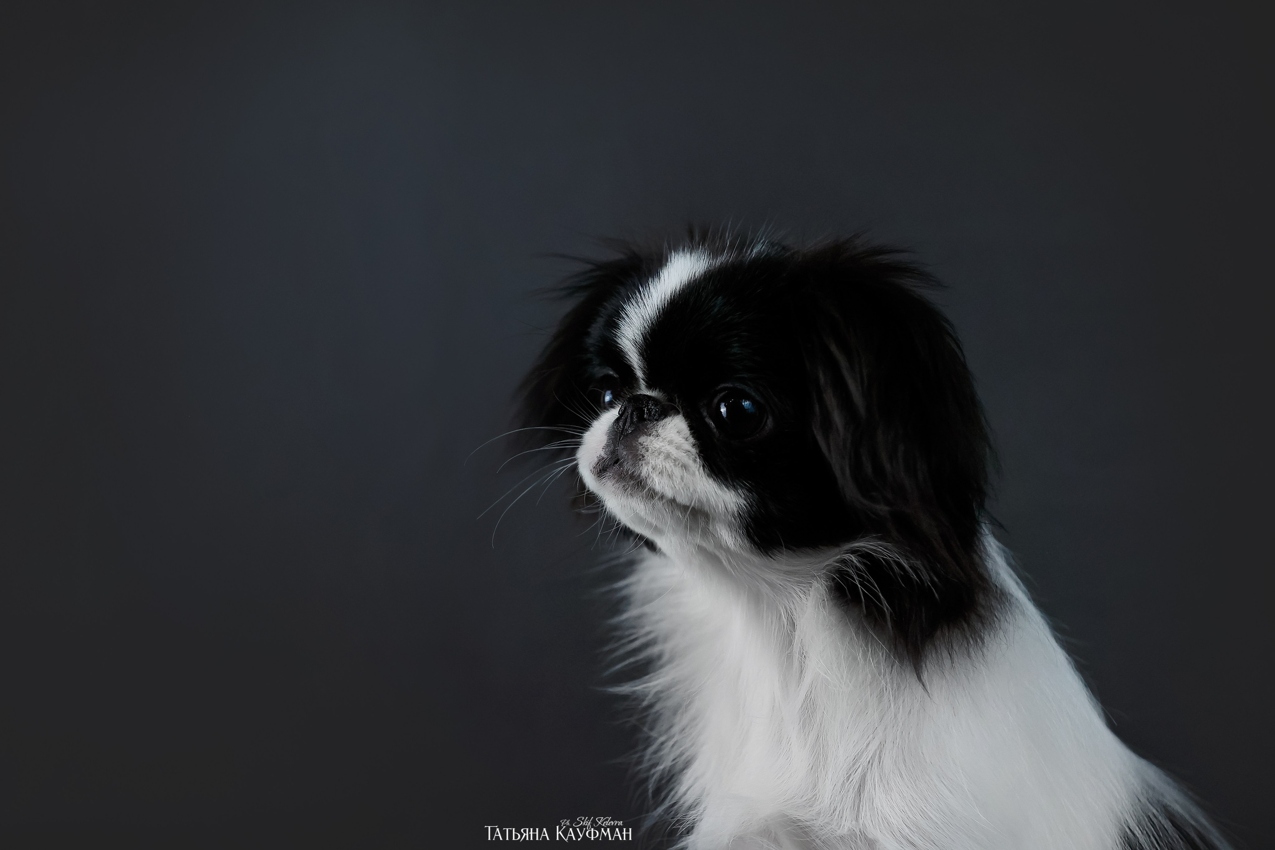 Японский хин, фотография японский хин, красивая собака, фотограф анималист, фотокурс Анималистика, научиться фотографировать собак, фотограф Новосибирск, фотостудия Скифки, студийная фотография