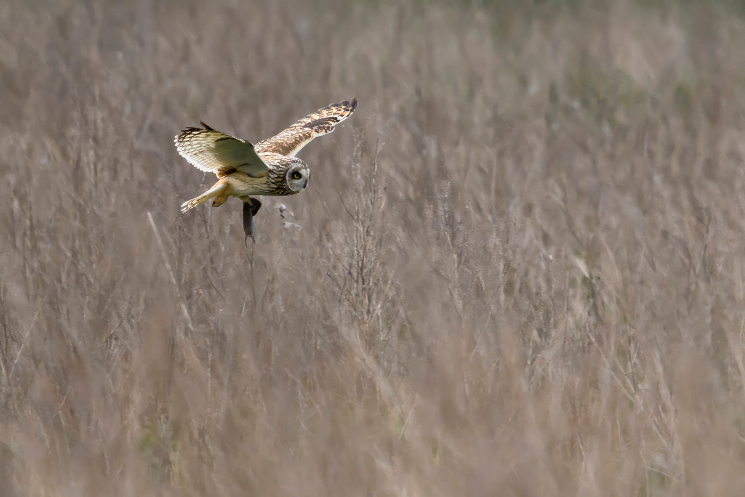 Охота сов и схватка с лунем. Фотограф Сергей Пупонин
