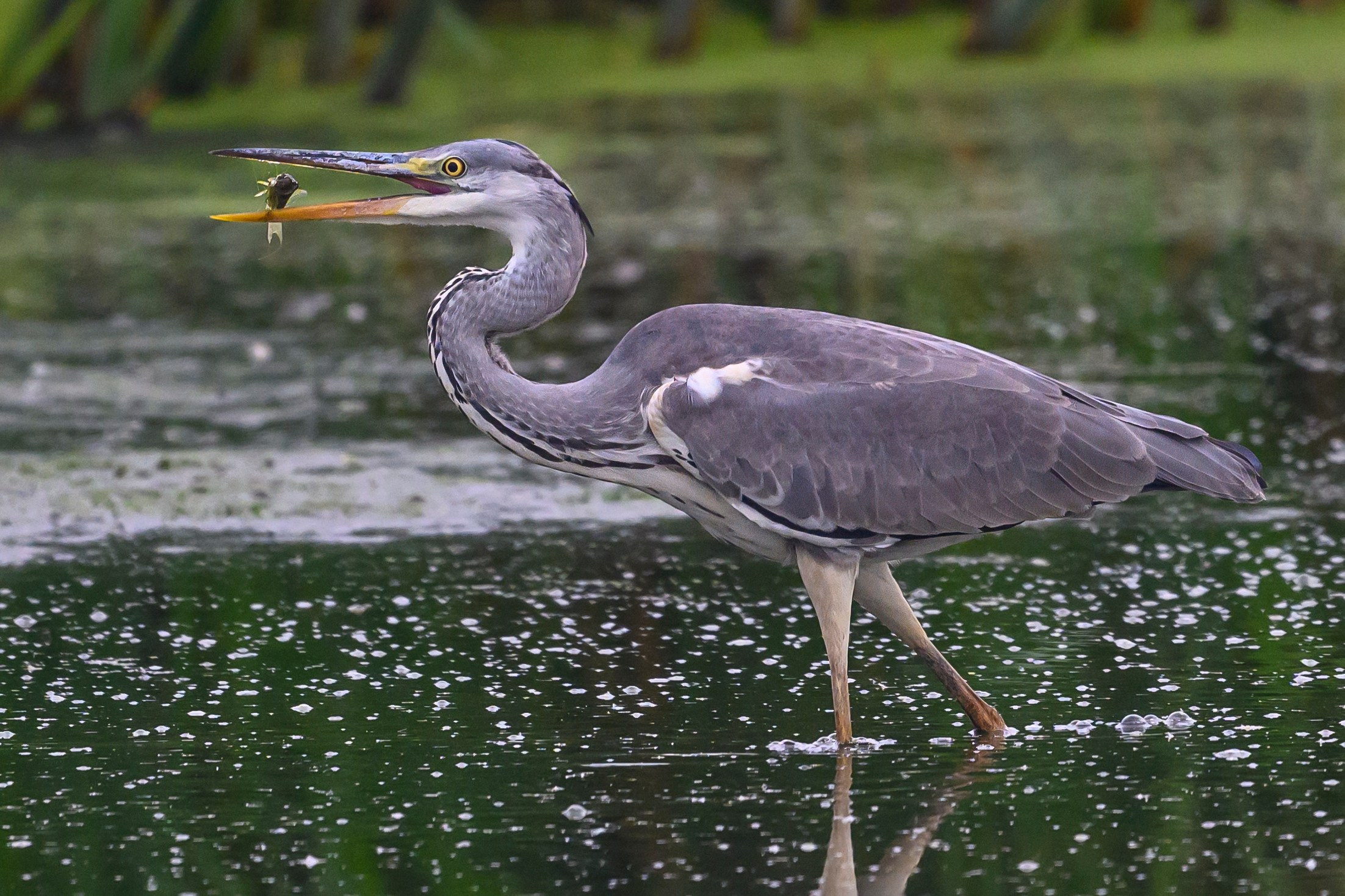 Рыбалка цапли. Fishing of the Heron. Фотограф Сергей Пупонин
