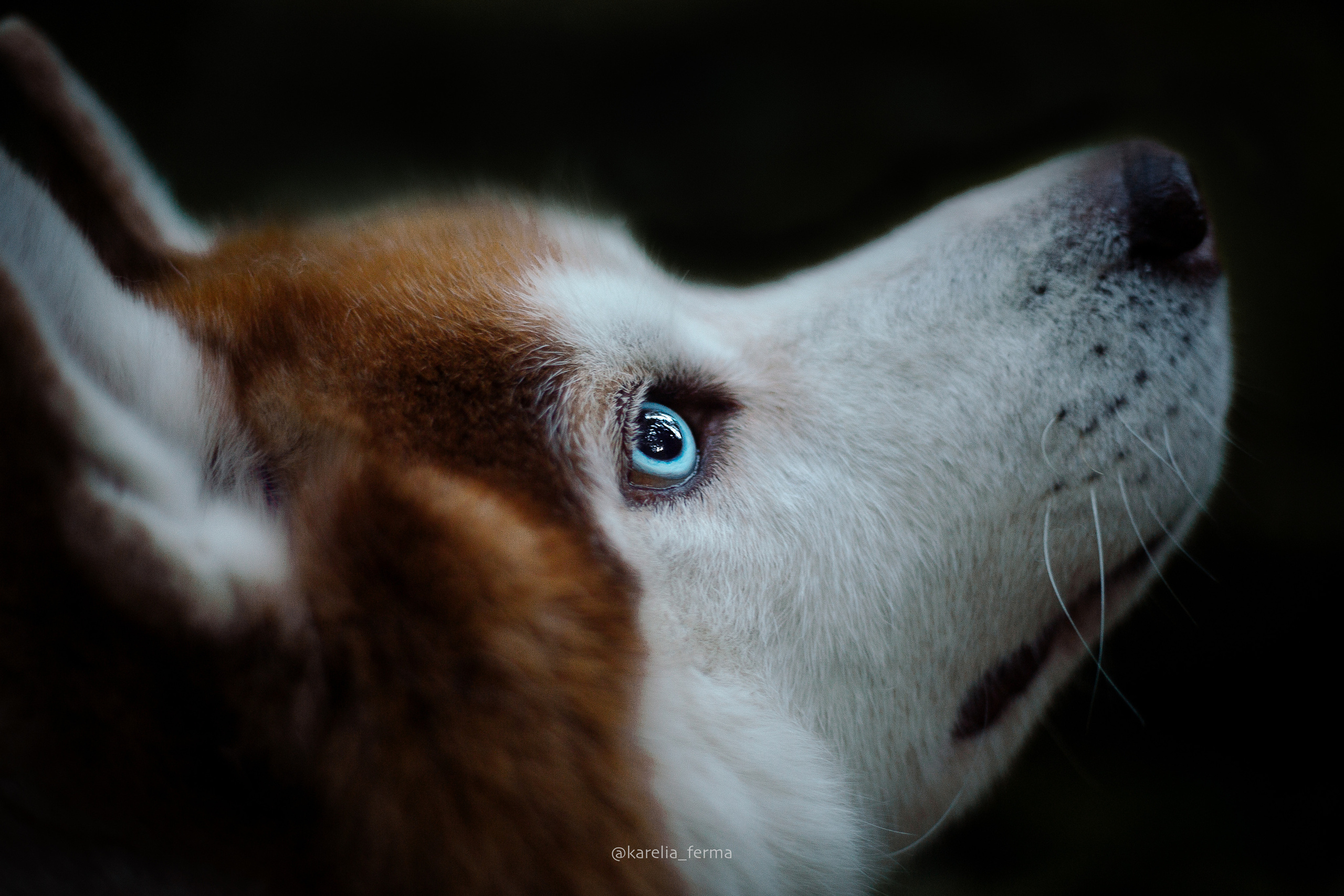 Дрессировка собак. Фотограф-анималист Наталия Чистюхина в г. Сосновый Бор и ЛО