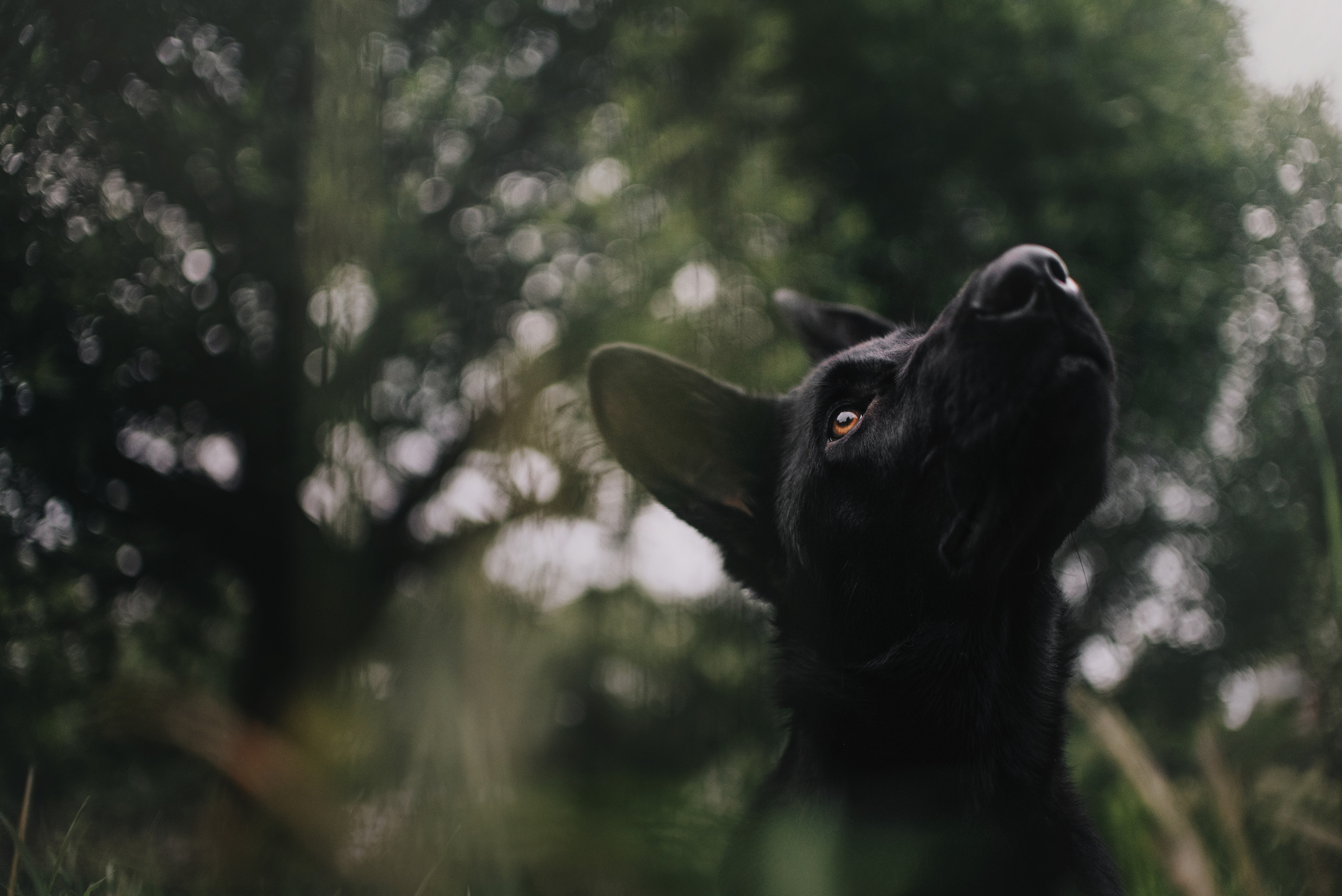 Дрессировка собак. Фотограф-анималист Наталия Чистюхина в г. Сосновый Бор и ЛО