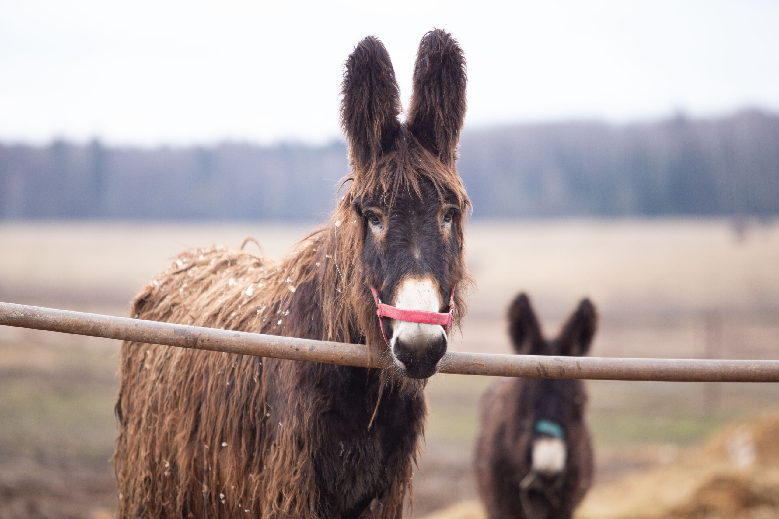 ЭКЗОТИЧЕСКИЕ ЖИВОТНЫЕ. CLYDESDALE HOUSE