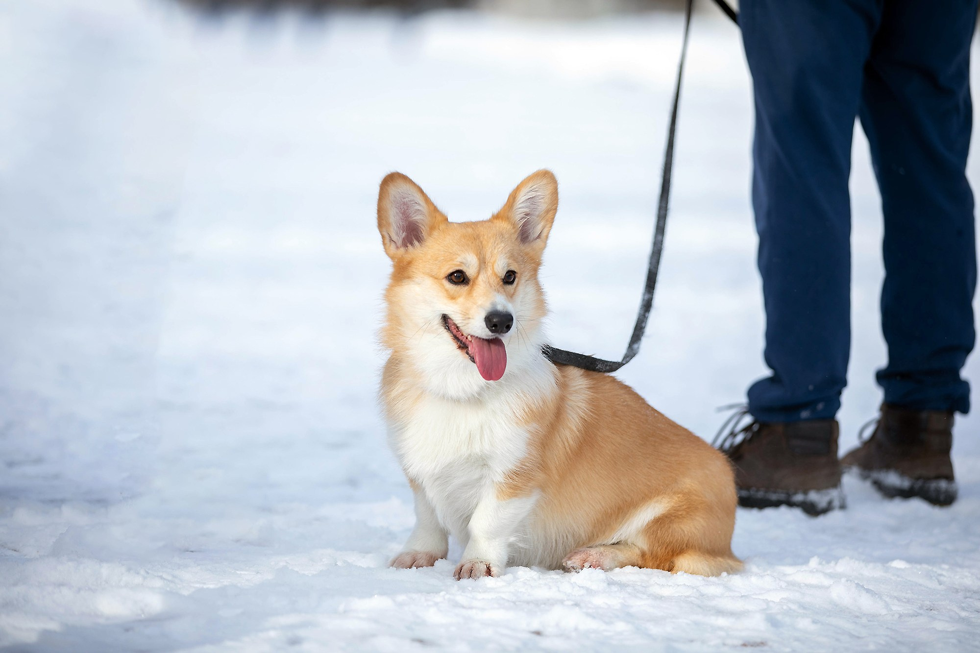 Корги-туса. Фотограф-анималист в Омске Екатерина Маричева