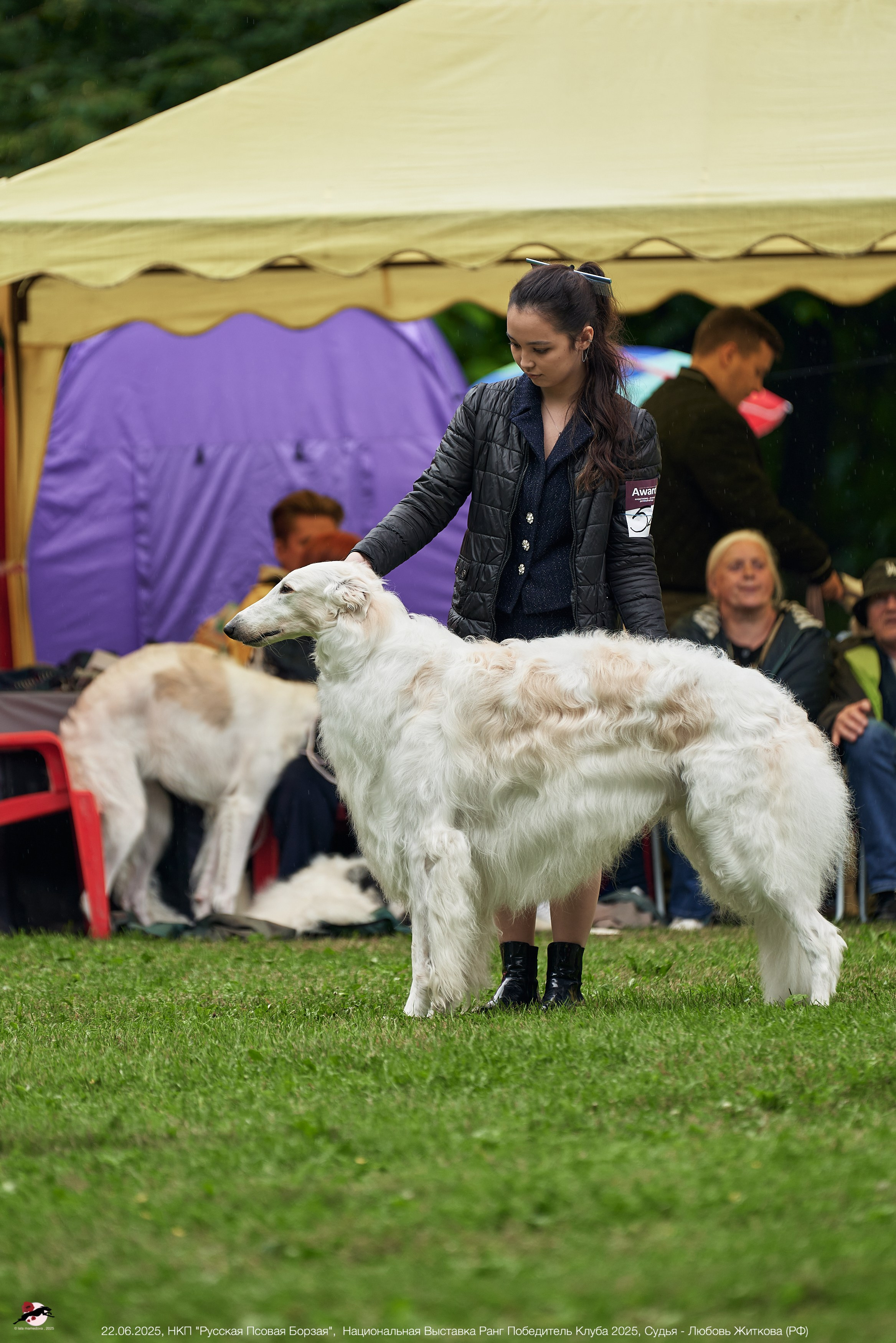 22.06.2025 | Национальная Выставка НКП "Русская Псовая Борзая"