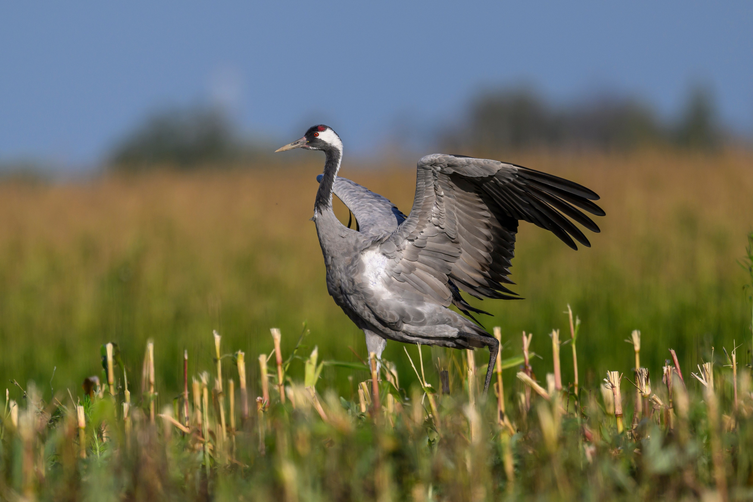 Журавли. Фотограф Сергей Пупонин