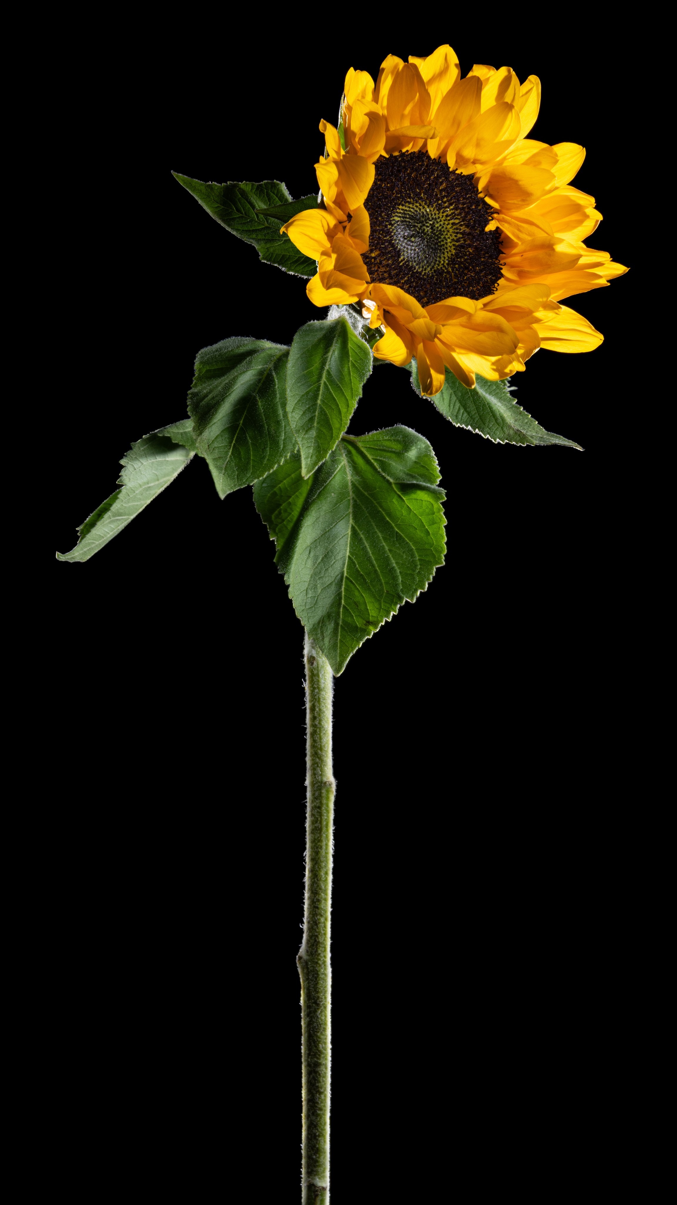 Проекты. Sakunov Photo