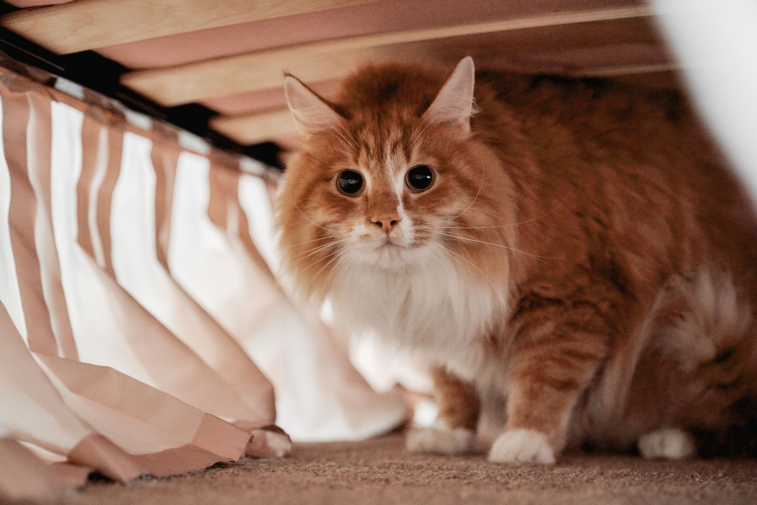 Свадебная фотосессия Насти и Павла в Москве. Фотограф Евгений Опарин