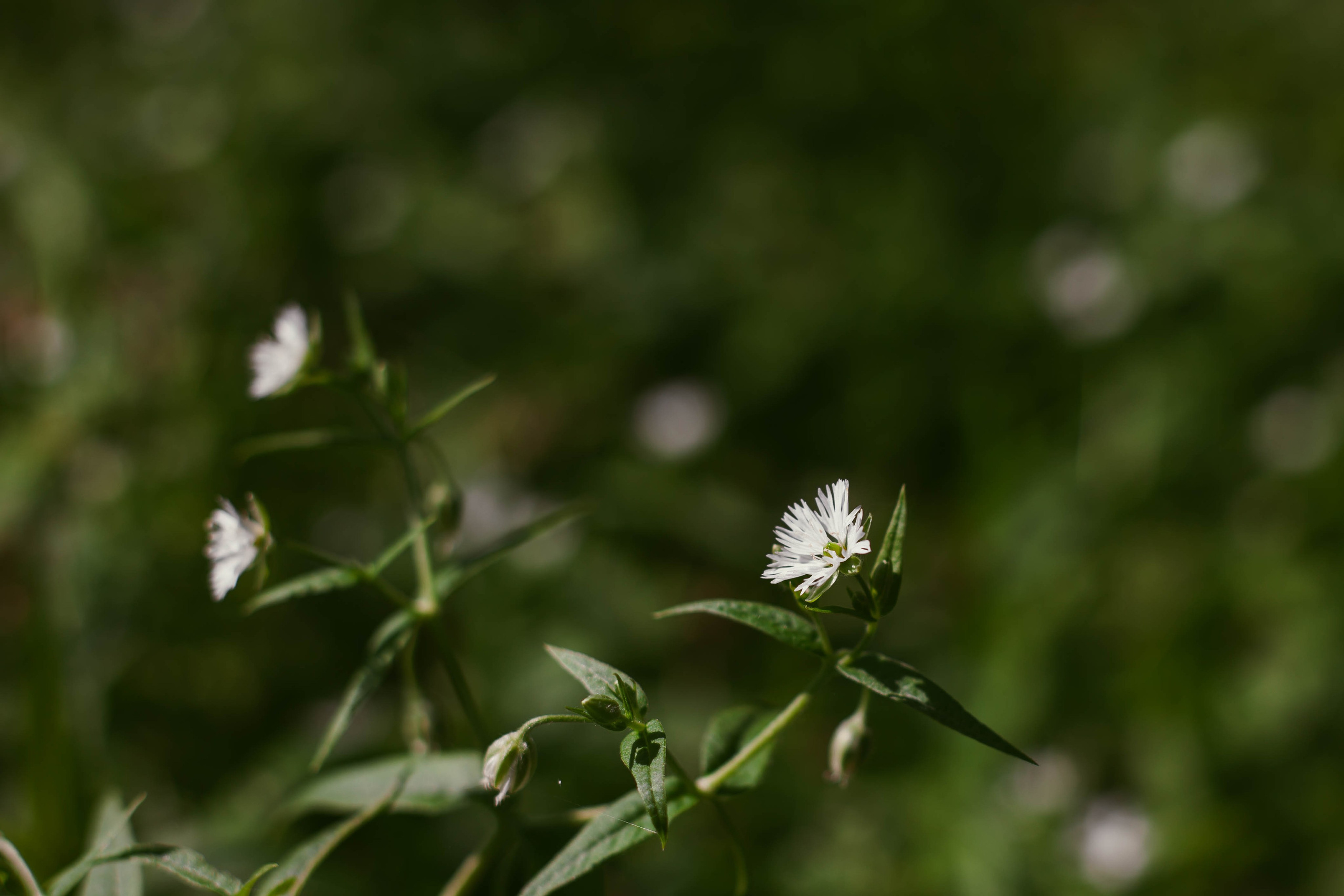 Провожаю лето. Slavilada-Лапки. Свет. Любовь… Профессиональная фотосессия питомцев Для памяти, пристройства и продажи. Хабаровск