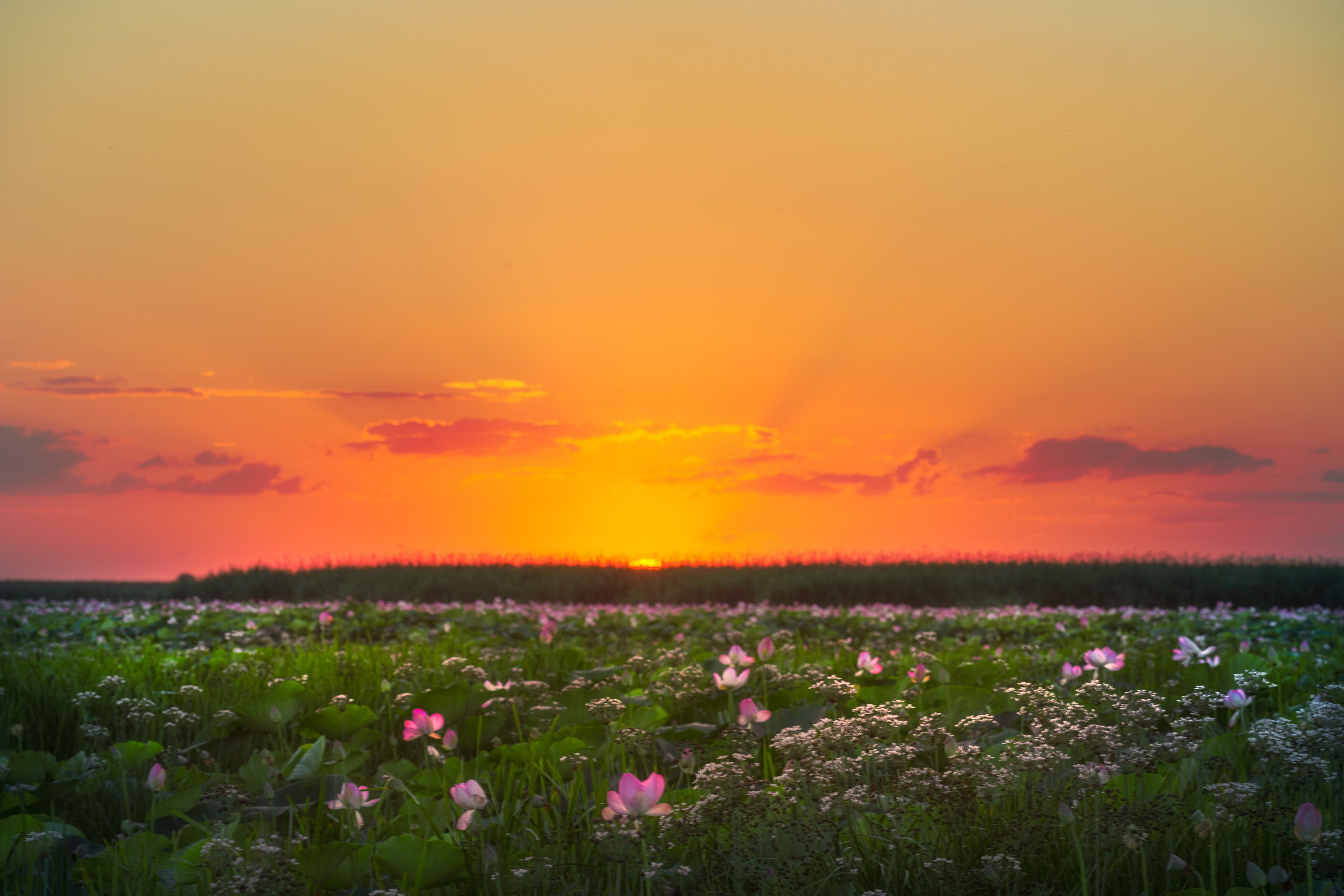 Барханы и лотосы. Июль–Август