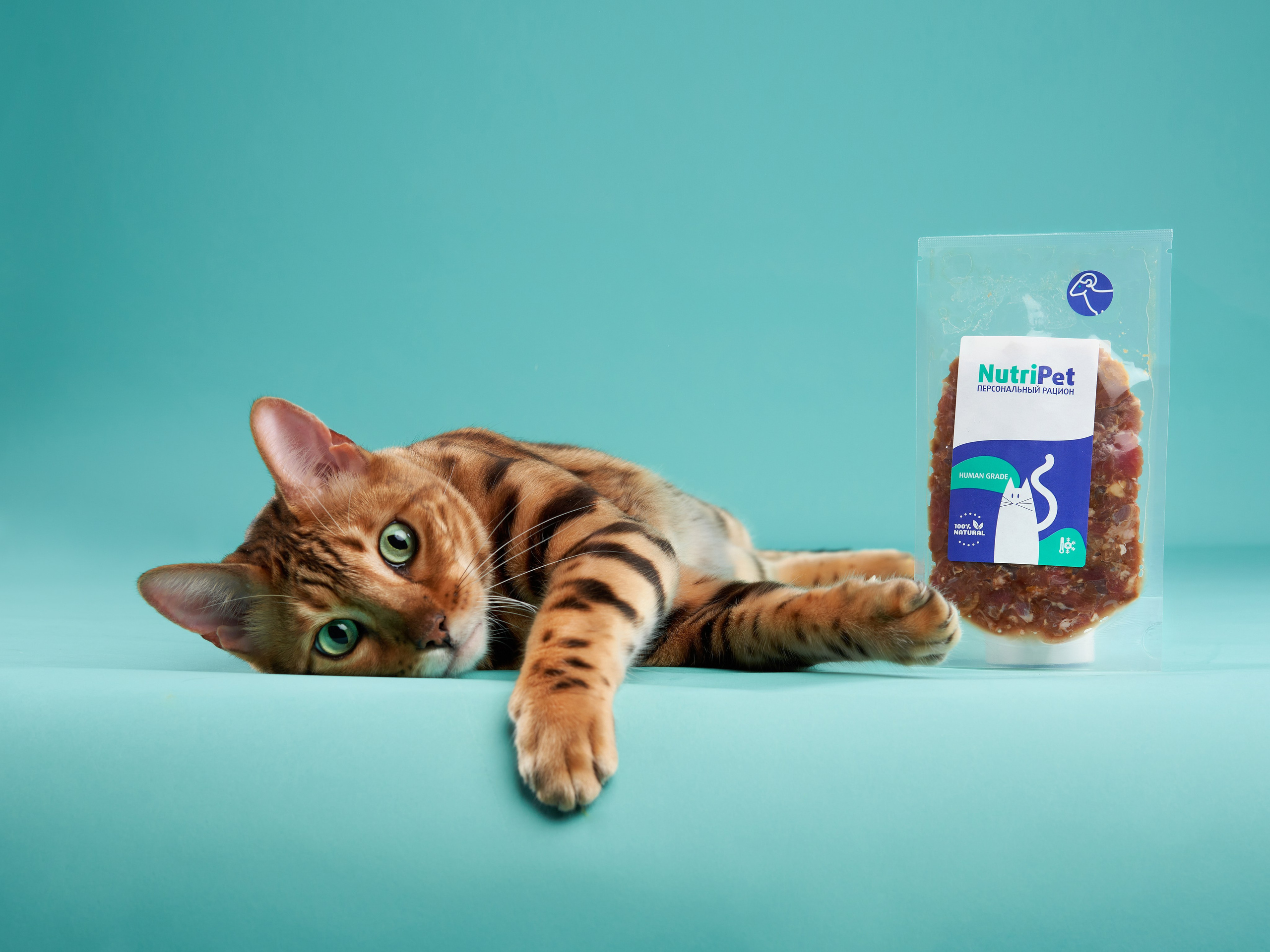 Pet Advertising Photography | Commercial Shoots with Dogs & Cats. Dog photographer Averianova Anna — Art photography of dogs