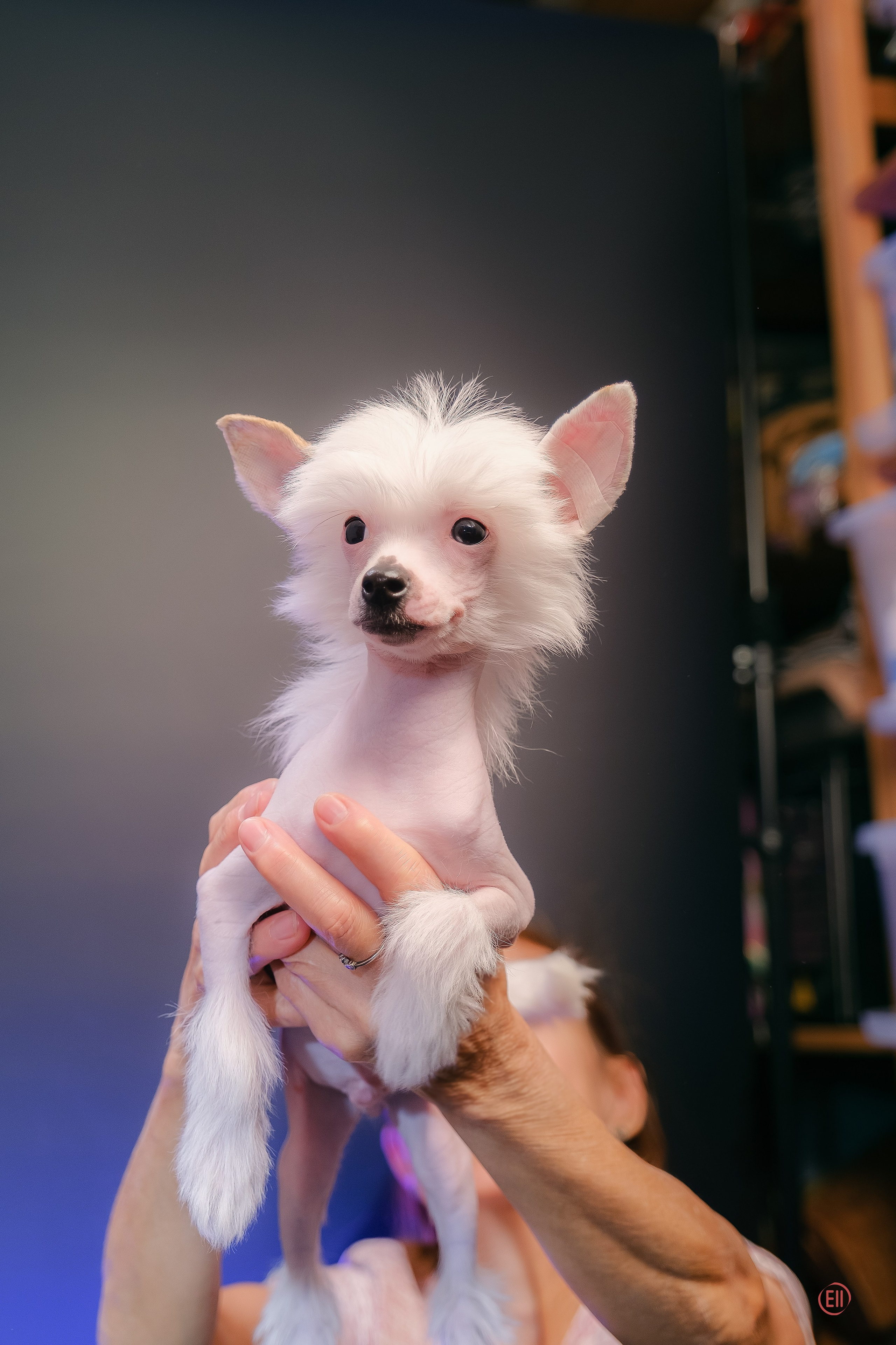First photo session of the litter “F” of the Laisan Island kennel. Chinese Crested Dog Kennel Poale Ell