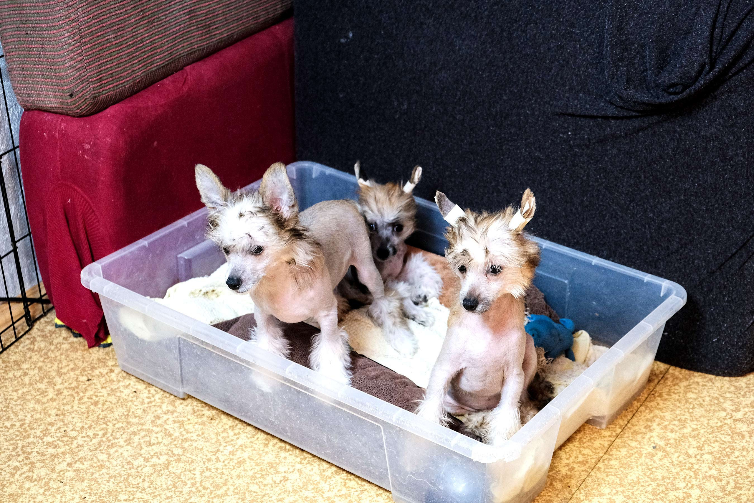 Честер, примерный щенок. Питомник китайских хохлатых собак Poale Ell: купить щенка в питомнике